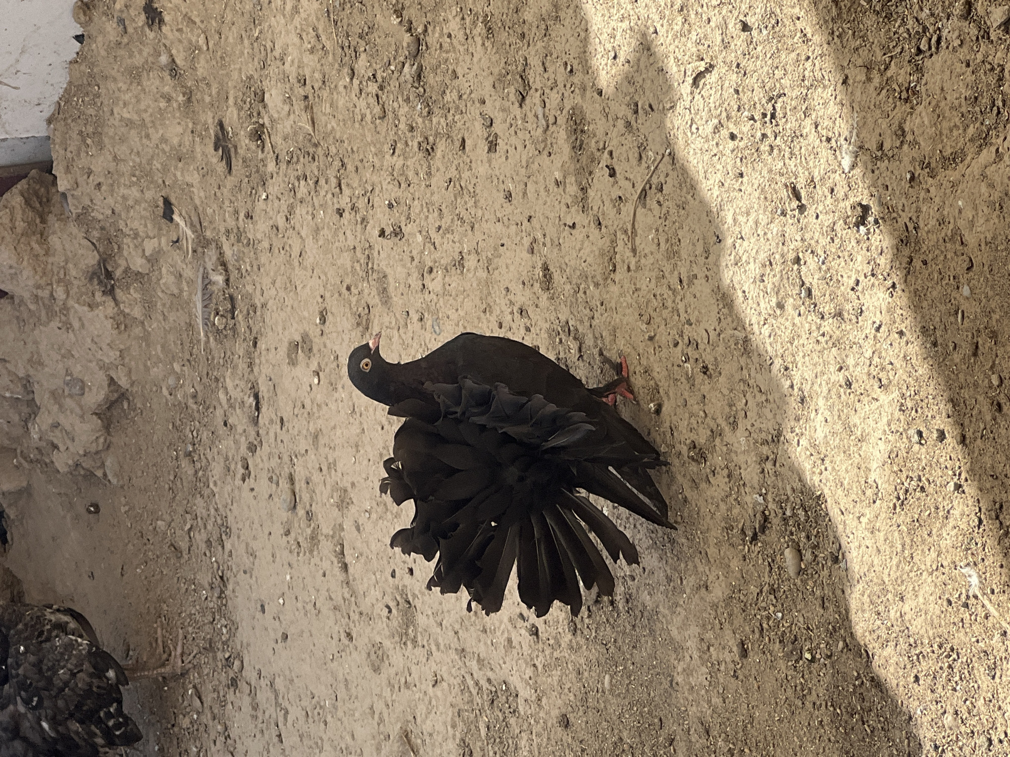 A black fantail pigeon with ruffled tail feathers stands on dusty ground. The pigeon is facing right, with its head turned to the left, revealing a bright orange eye and a pink beak. Its body is dark, and its tail is fanned out in a dramatic display of black feathers. The ground is a mixture of sand and small pebbles. In the background, a pile of dirt and rocks is visible, with another bird, possibly a chicken, partially visible on the left side of the frame. The lighting suggests it is daytime, with a strong shadow cast across the ground from the right. The setting appears to be an outdoor enclosure, possibly a farm or aviary, in a dry, arid environment. There is no discernible indication of a city in Uzbekistan.