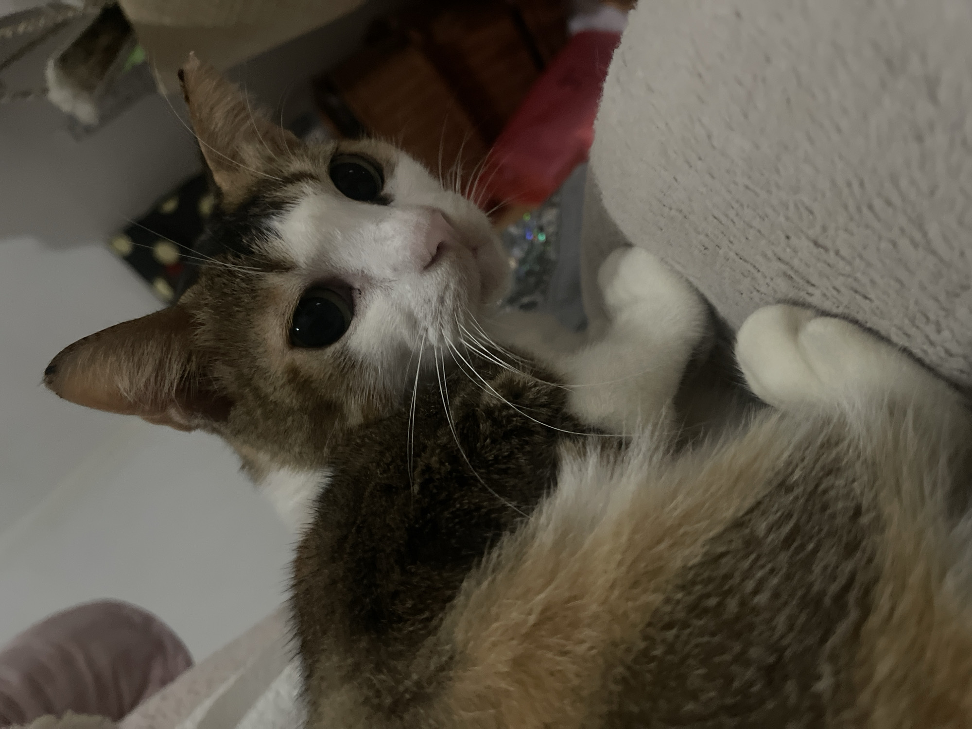 A calico cat is positioned in the foreground, looking towards the camera with large, dark eyes. The cat's fur displays a mix of white, brown, and orange patches. Its body is partially visible, curled up on a soft, gray surface. The background is blurred, showing hints of indoor surroundings including what appears to be a piece of furniture and some patterned material. The lighting is dim, creating shadows and highlighting the cat's features. The location is not discernible from the image.