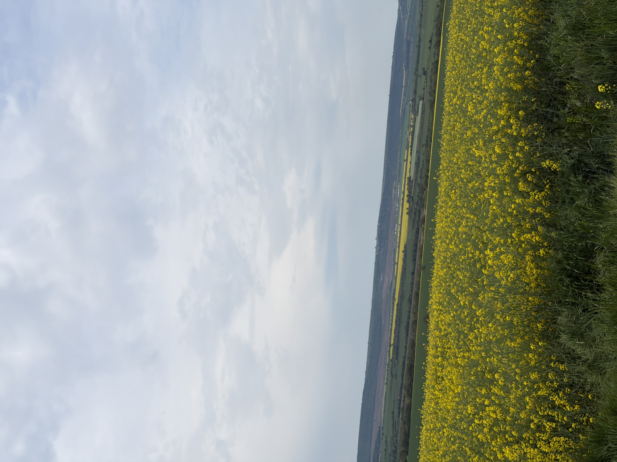 The image shows a landscape scene, likely a rural area. A large field of bright yellow rapeseed flowers dominates the right side of the frame. Beyond the field, a narrow strip of mixed vegetation, including trees and possibly other crops, leads toward the horizon. The left side of the image is filled with a cloudy sky. There is no indication of the city of Goran, Bulgaria, or any urban features. There are no visible people, specific subjects, recognizable objects, actions, or interactions depicted. The environment is predominantly agricultural with a partly cloudy sky.