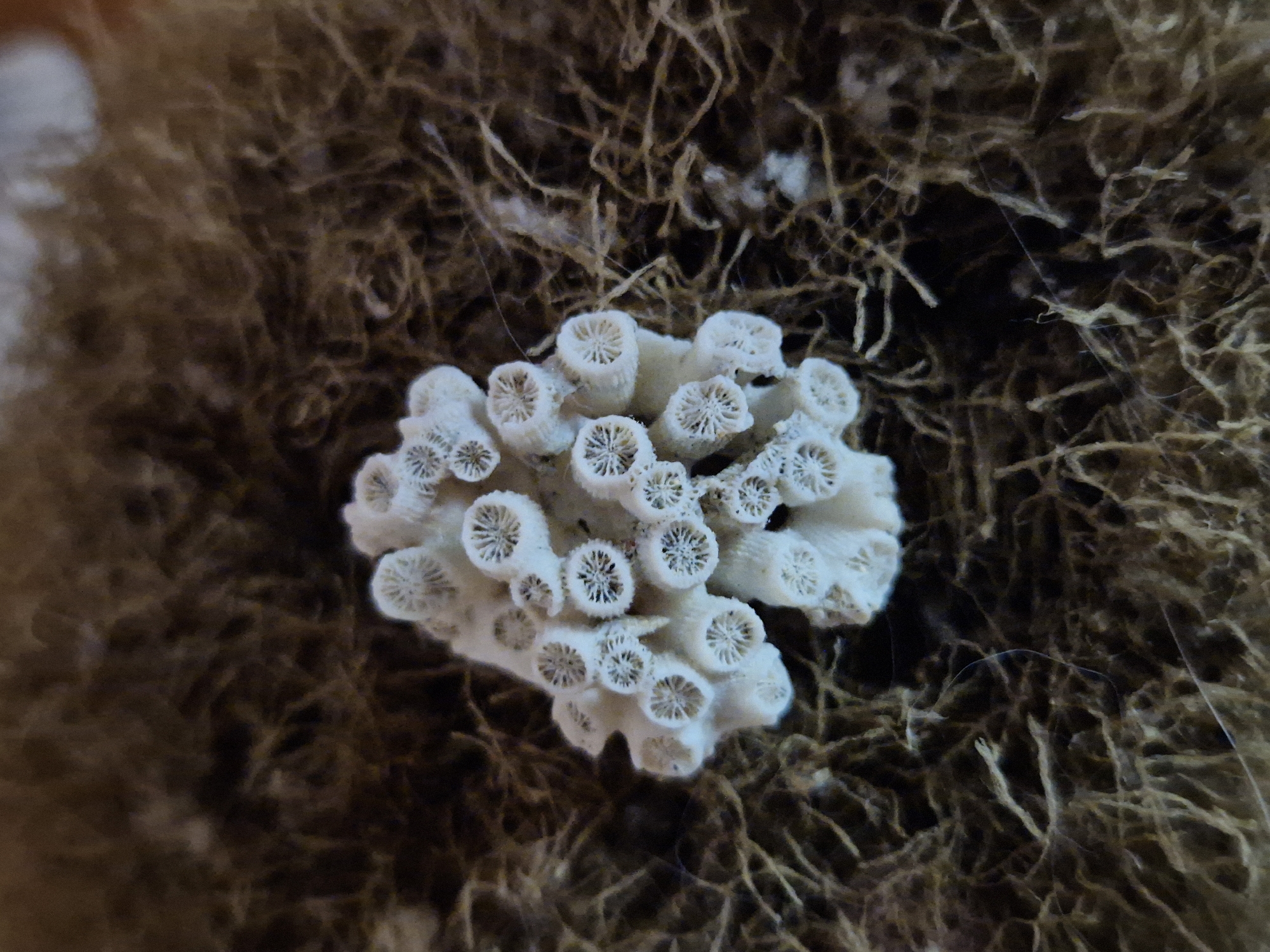 The image is a close-up, high-angle shot of a small, white, coral-like object situated in a nest of dark, fibrous material. The object is clustered and appears to be composed of many individual tube-like structures, each with a circular opening that reveals a delicate, star-like pattern within. The fibrous material surrounding the object is a mix of dark brown and lighter tan strands, appearing somewhat chaotic and irregular. The lighting is dim, casting soft shadows and highlighting the texture of both the coral and the nest. The overall impression is one of an organic specimen in its natural or simulated habitat. The location of this scene within the city of Taranto, Italy, is not discernible from the image itself.