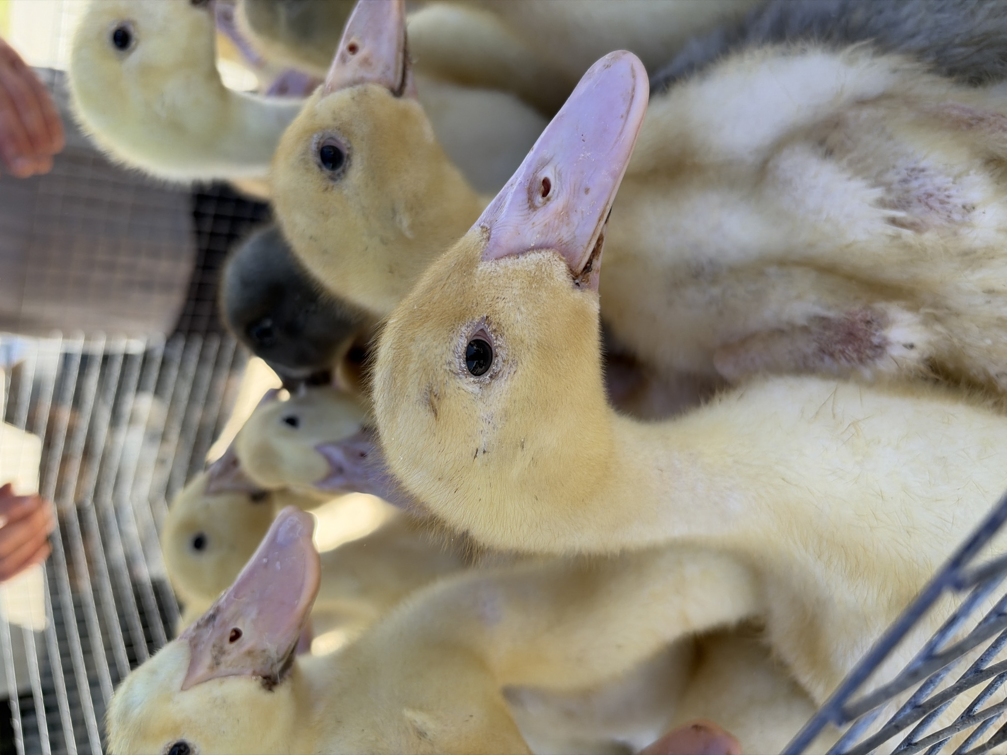 The image shows a close-up of a group of ducklings, possibly in Novopokrovskaya, Russia, confined in a wire cage. Most of the ducklings are yellow, with pinkish-grey bills pointing upwards. There is a grey duckling visible among the yellow ones. A hand is partially visible near the edge of the cage. The lighting suggests an outdoor environment.