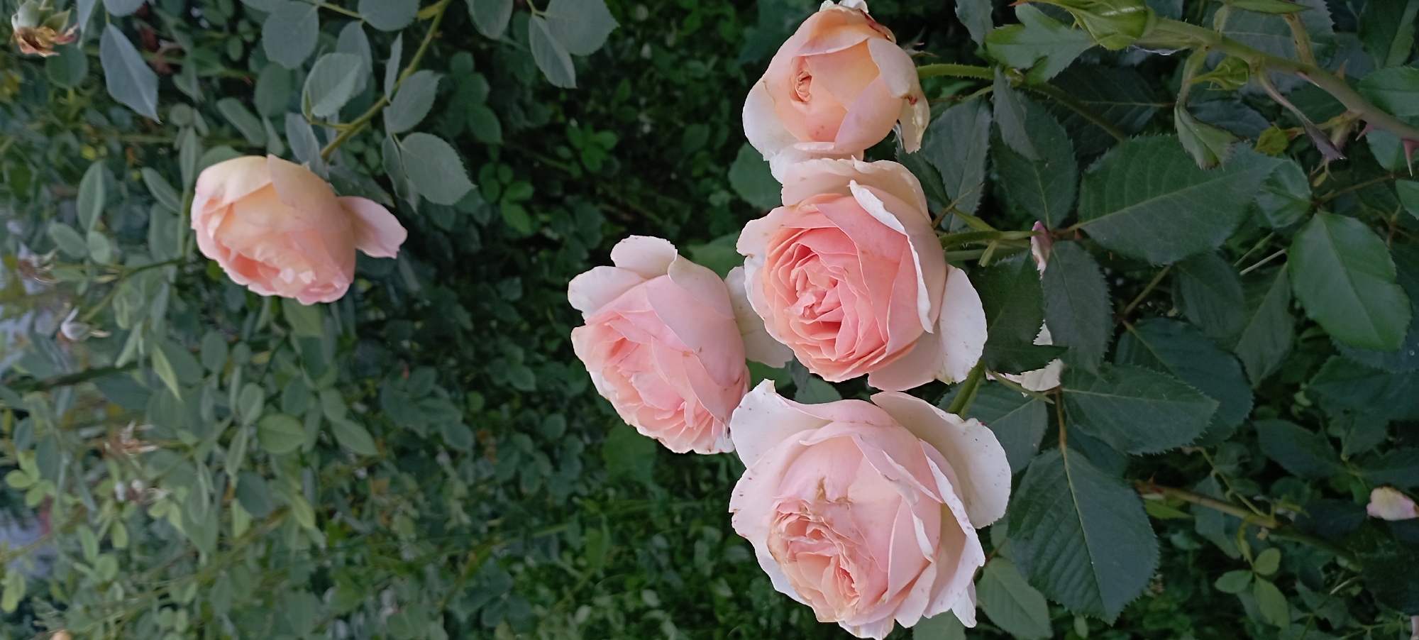 This is a photograph of a cluster of light pink roses in bloom, set against a backdrop of dark green foliage. The roses are varied in their stage of opening, with some fully bloomed and others still partially closed. The image is taken outdoors, likely in a garden setting, with soft lighting suggesting it was captured during the day, perhaps in the late afternoon. There is no indication of any specific location within the city of Radisne, Ukraine. The focus is entirely on the roses and their natural environment.