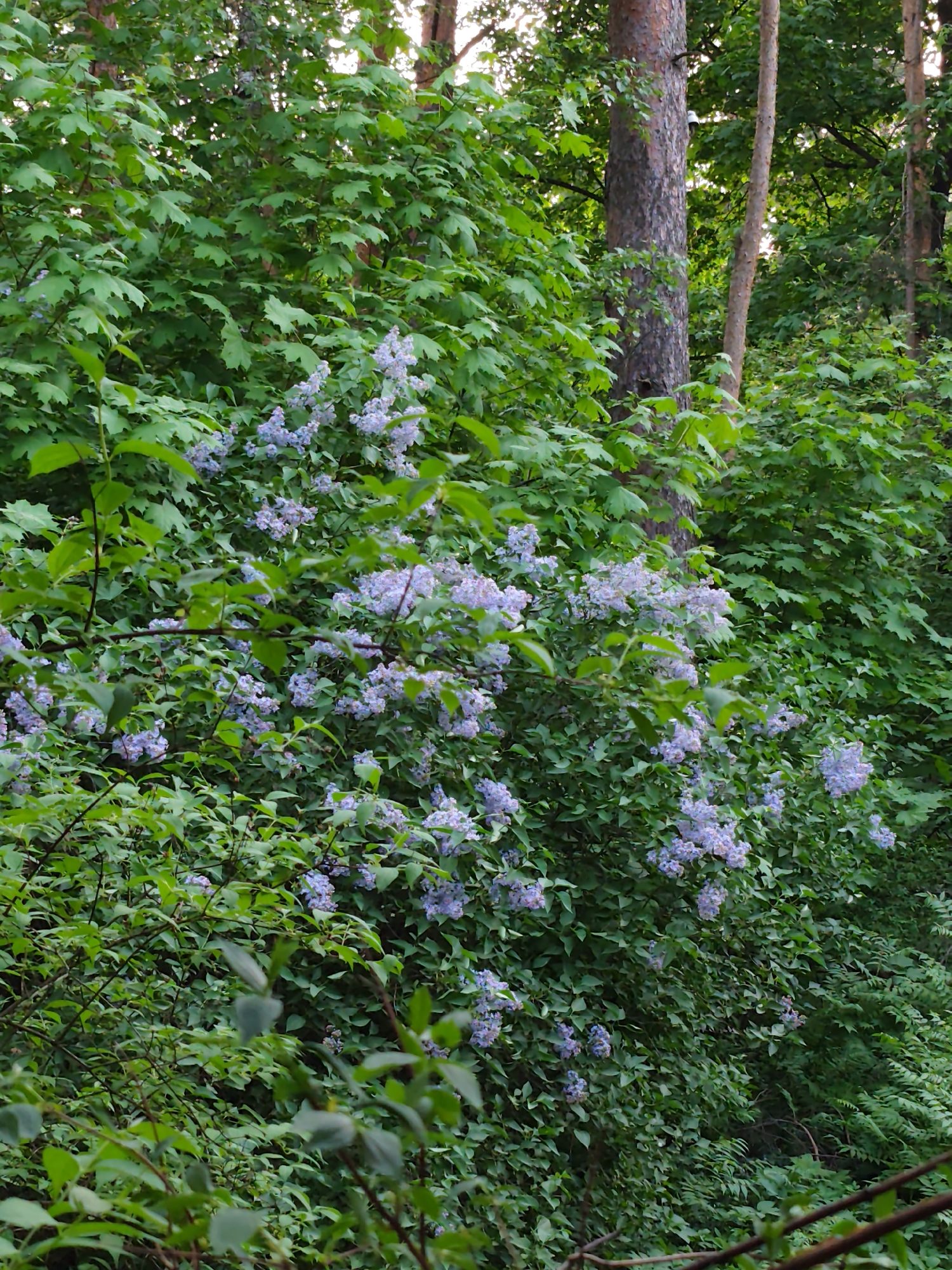 The image shows a dense green thicket in Kratovo, Russia. A cluster of lilac bushes with blooming light purple flowers are prominent in the foreground and midground. Behind the bushes, several tall, thin trees are visible. The overall impression is one of a lush, natural environment.