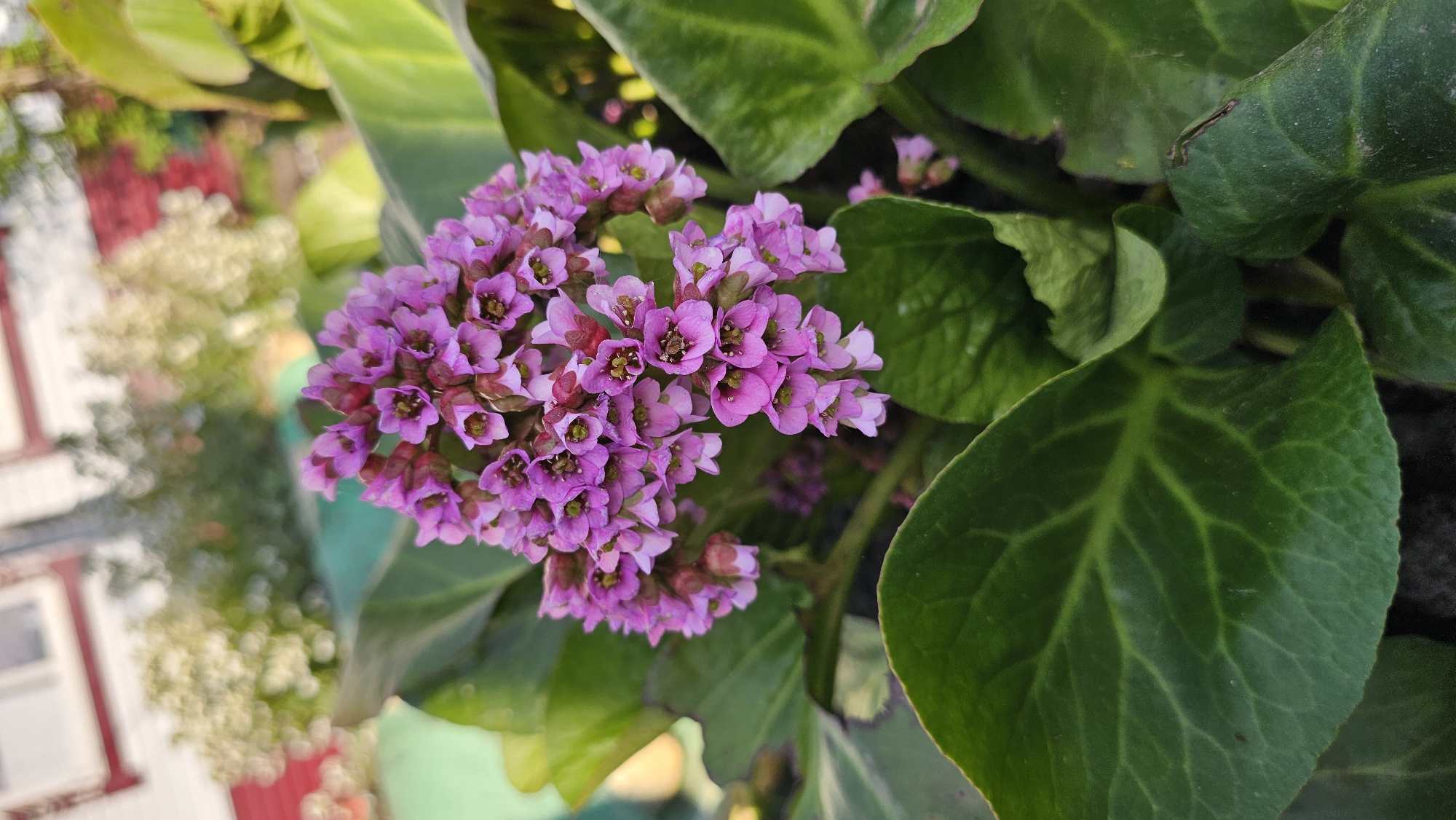 Here is a forensic description of the image:
The image shows a cluster of pink flowers in bloom, surrounded by large, dark green leaves. The leaves exhibit prominent veins. The flowers appear to be a variety of Bergenia cordifolia (heartleaf bergenia). In the blurred background to the left, there is a glimpse of a building with a white facade and red accents. The overall setting seems to be outdoors. Location is unknown.