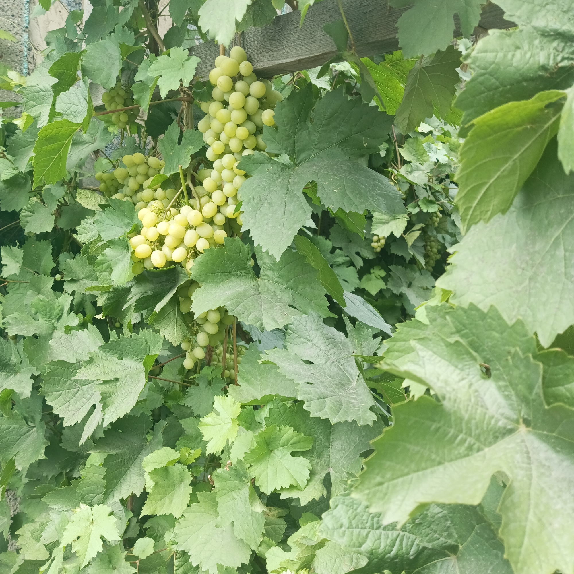 A close-up, eye-level shot captures a cluster of pale green grapes hanging from a vine, nestled amongst lush green grape leaves. The grapes are plump and rounded, forming several bunches that vary in size. The leaves are large and lobed, with serrated edges, and they create a dense canopy that partially obscures the fruit. A weathered wooden beam is visible in the upper portion of the image, suggesting the vine is supported by a trellis or arbor. The overall impression is one of natural growth and abundance, with the focus solely on the grapes and their surrounding foliage. The image was taken in the vicinity of the Qarağandı city administration in Kazakhstan.