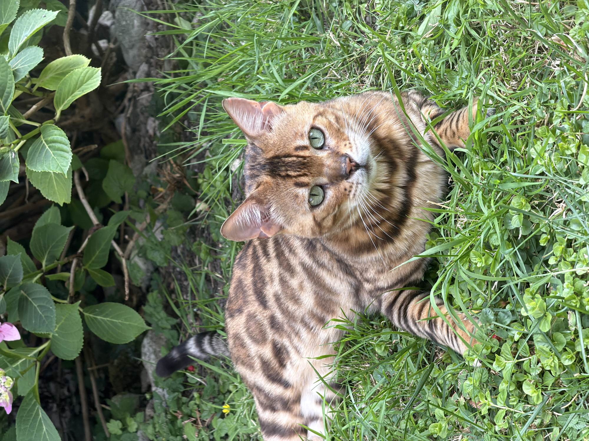 A Bengal cat with green eyes and a striped coat lies in lush green grass. The cat's fur has a pattern of dark brown or black stripes against a lighter brown or tan background. Its tail, also striped, is visible in the upper left of the frame, partially obscured by foliage. Behind the cat, out of focus, is a green leafy plant, possibly a hydrangea, with hints of pink flowers. The ground is covered in grass and some small green plants. The overall setting appears to be an outdoor garden or yard.