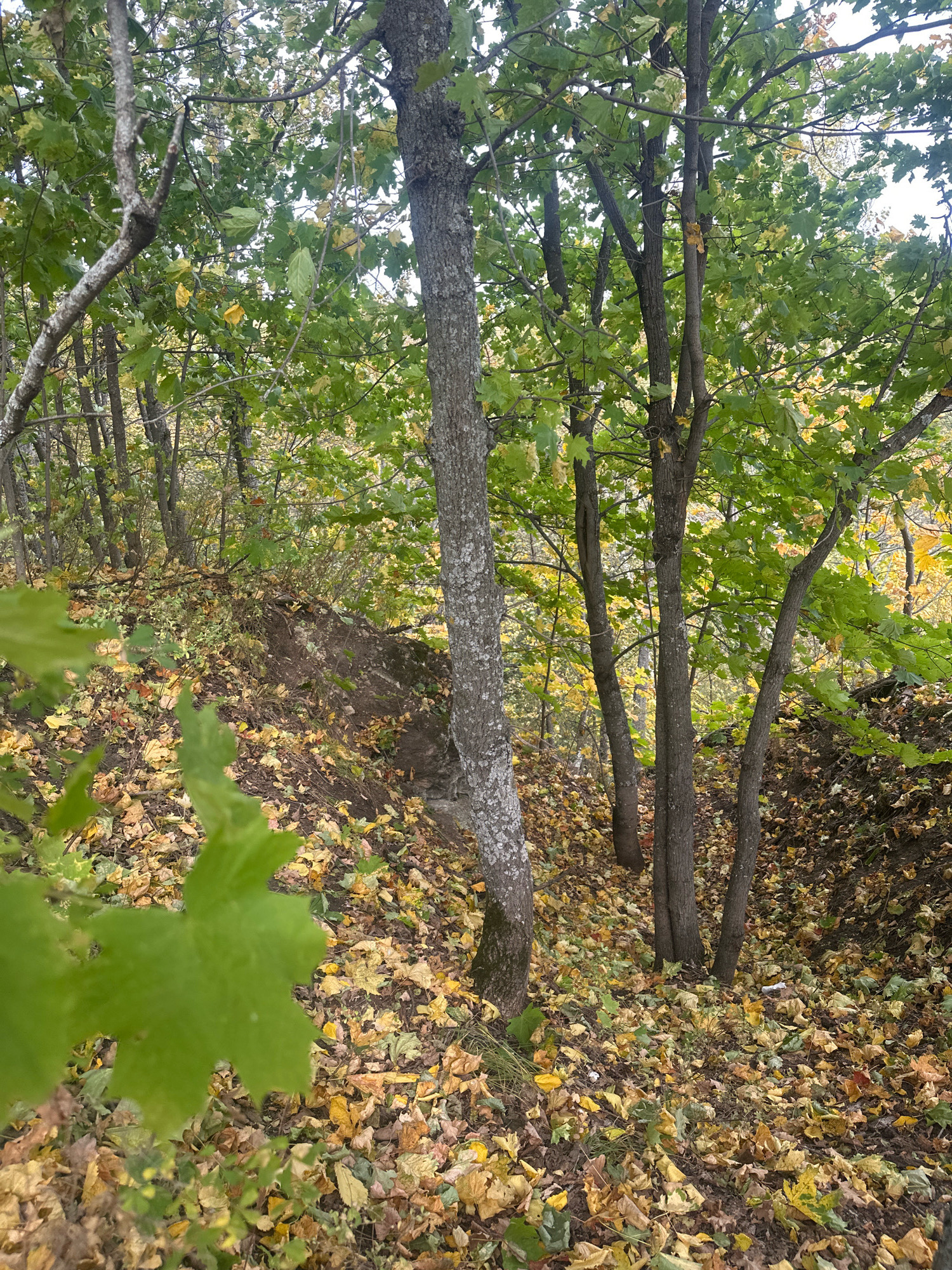 An outdoor, eye-level, medium shot captures a dense forest scene with a focus on the ground covered in fallen autumn leaves. Several tree trunks of varying thickness, with rough, grey bark, are visible throughout the frame. The leaves on the trees are predominantly green, with some yellow and orange hues indicating the changing season. The ground is carpeted with a thick layer of fallen leaves, predominantly yellow, brown, and a few still green. A small mound of dark soil is visible on the right side of the image, partially obscured by the foliage. The overall impression is one of a natural, autumnal forest environment. There are no people or animals visible in the image.