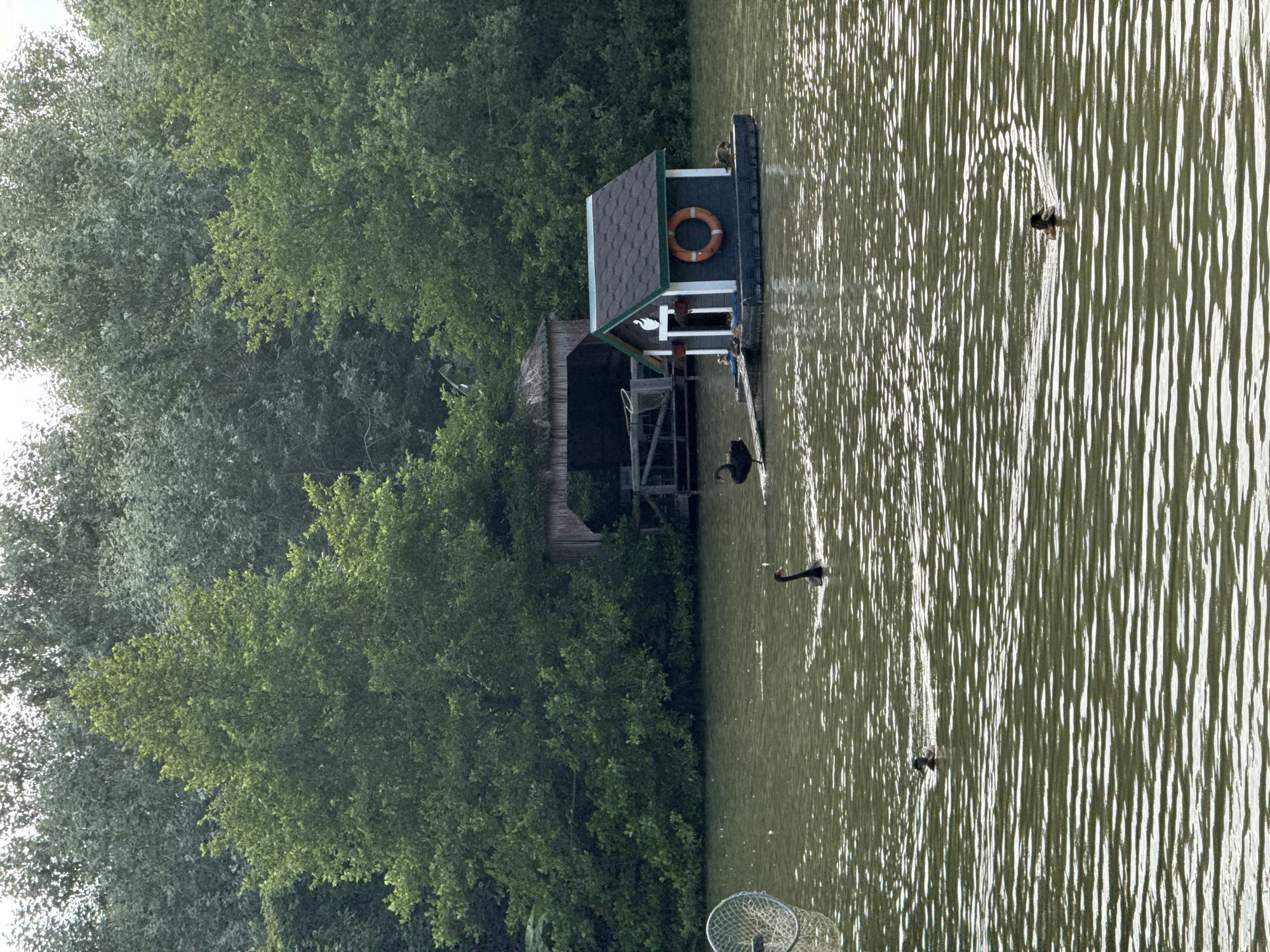 A flock of black swans and ducks swim in a lake near a small, floating house. The house is dark blue with a red life preserver on the side and a white swan emblem above the door. Trees line the shore in the background, and a net is visible on the left side of the frame. The water is rippled and reflects the overcast sky. The scene takes place on the lake in the city of Oryol-Izumrud, Russia.