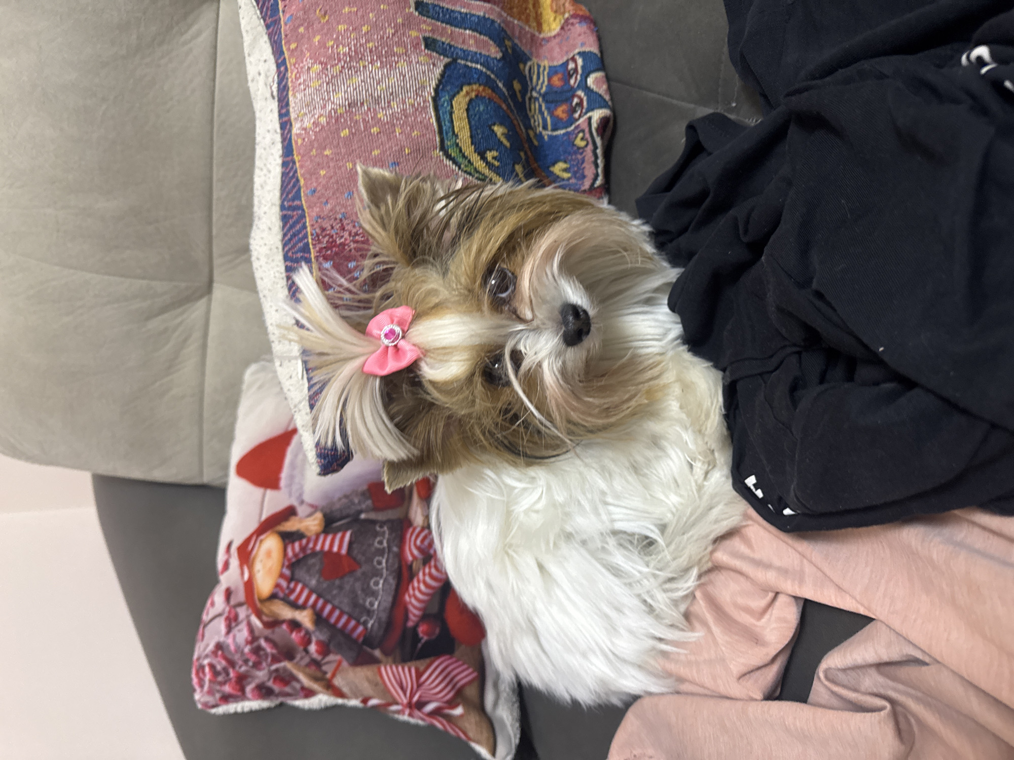 The image features a small, long-haired dog, likely a Shih Tzu or similar breed, with a pink bow in its hair. The dog is resting amongst several items: a patterned pillow with various colors and designs, a black garment, and a peach-colored garment. The dog is lying on a gray couch and is oriented towards the camera. The location is not identifiable as Plovdiv, Bulgaria, from the content of the image.