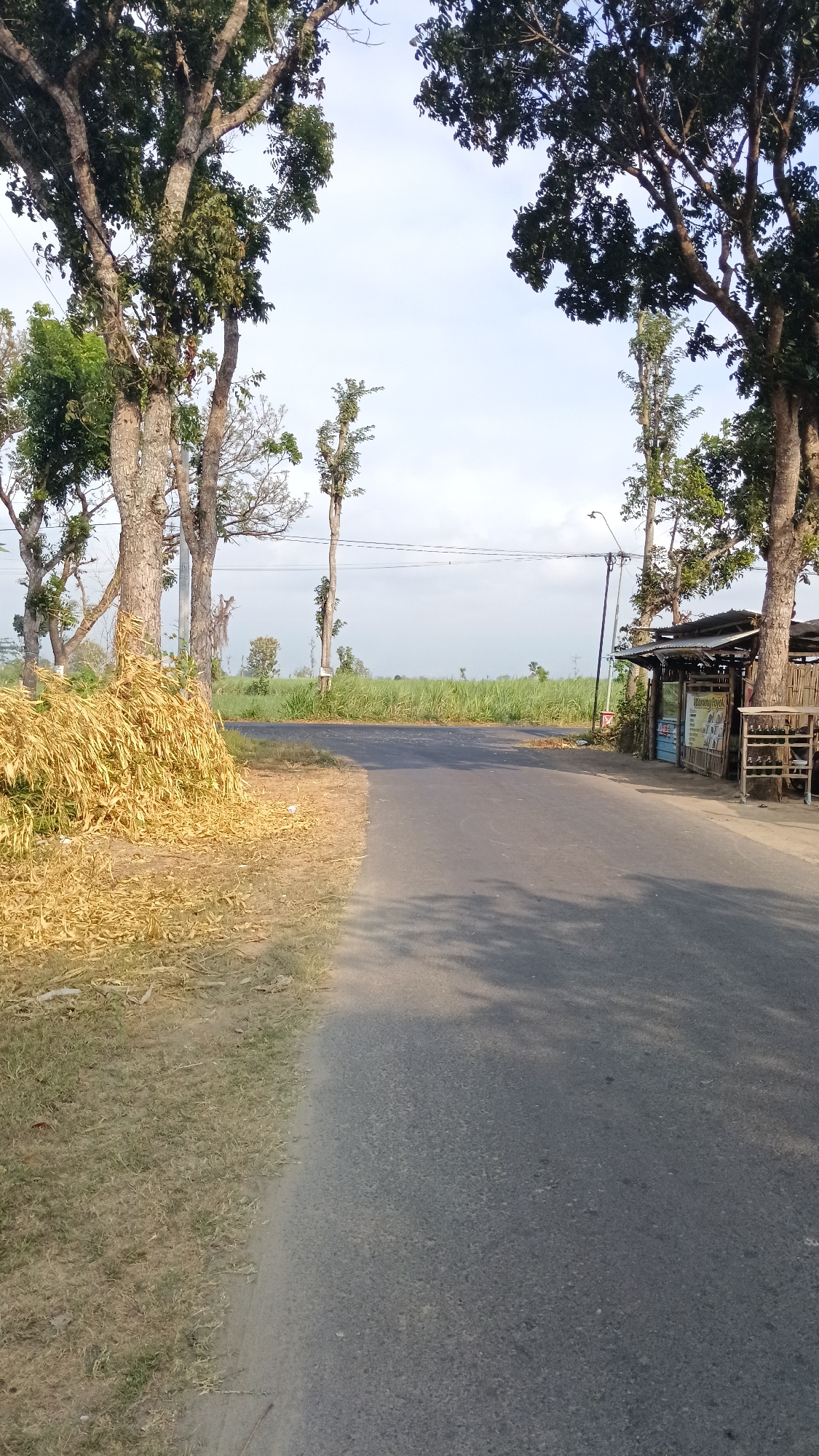 This is a low-angle, medium shot of a rural road in Kandat, Indonesia, with lush green fields in the background and a bright sky above. The road is asphalt and appears to be in good condition, with a slight curve to the right. On the left side of the road, there is a large pile of dry, yellow stalks, likely harvested crops, next to a grassy verge. Tall, mature trees with dense green foliage line both sides of the road, casting shadows on the asphalt. On the right side of the road, there is a small, open-air stall with a corrugated metal roof, constructed from bamboo and wood. A sign with text and images is displayed on the stall. Power lines and a lamppost are visible in the distance. The overall scene depicts a serene rural landscape in Indonesia.