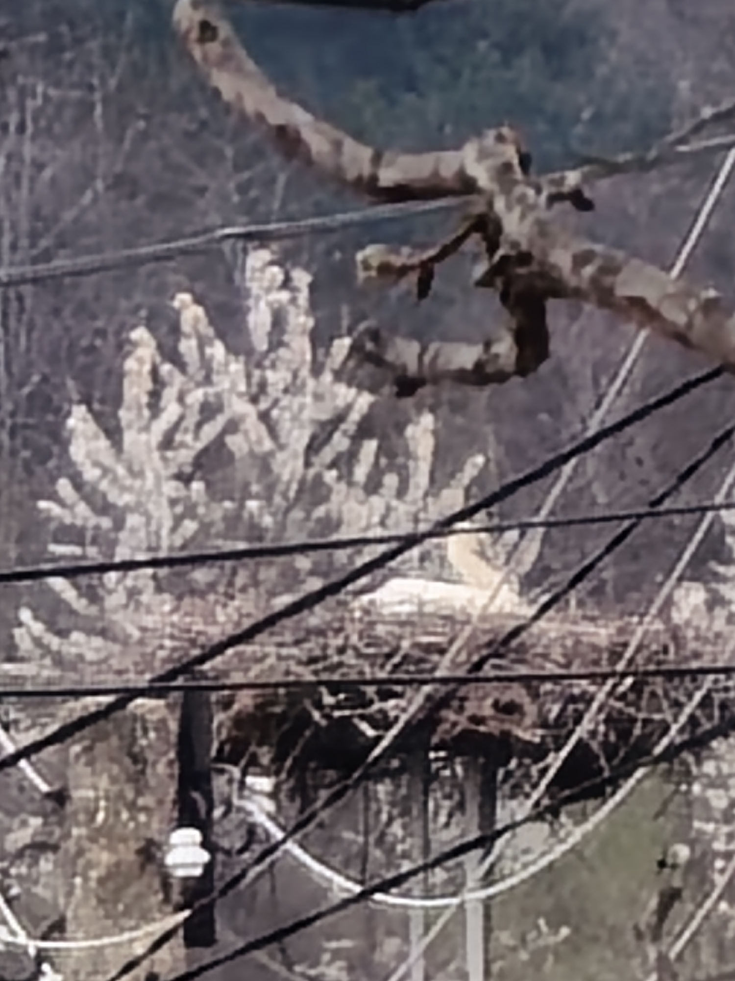 The image shows a bird's nest situated above power lines in an urban environment. The nest appears to be constructed of twigs and branches. In the background, there are leafless trees and a light colored wall with patterns. The location is unknown.