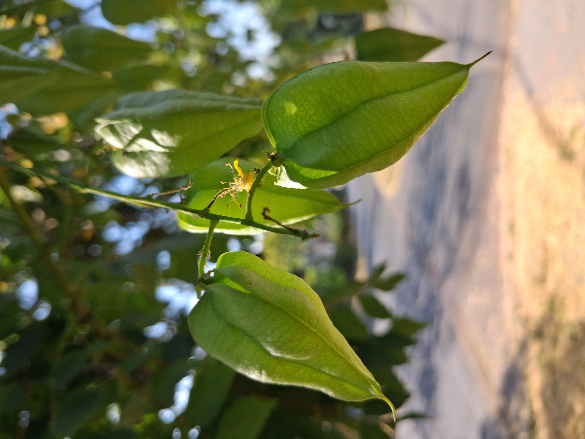 A close-up, eye-level shot captures several vibrant green, inflated seed pods hanging from a thin branch. The seed pods are elongated and have a slightly ribbed texture. A tiny yellow flower with delicate petals is visible on one of the branches, near the seed pods. The background is softly blurred, showing lush green foliage and hints of sunlight filtering through. In the distance, a paved road is visible, suggesting an outdoor setting. The overall impression is one of natural beauty and growth.
