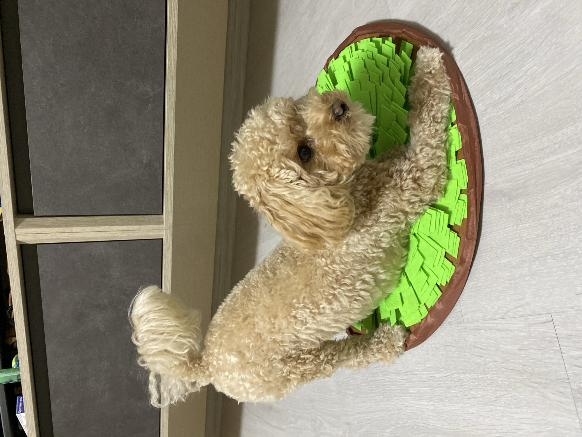 A tan-colored poodle is lying in a round dog bed with a brown outer rim and a green inner cushion made of rectangular strips of fabric or felt. The dog is positioned on a white wooden floor, next to a light-colored cabinet with dark gray inserts. The location is unknown.