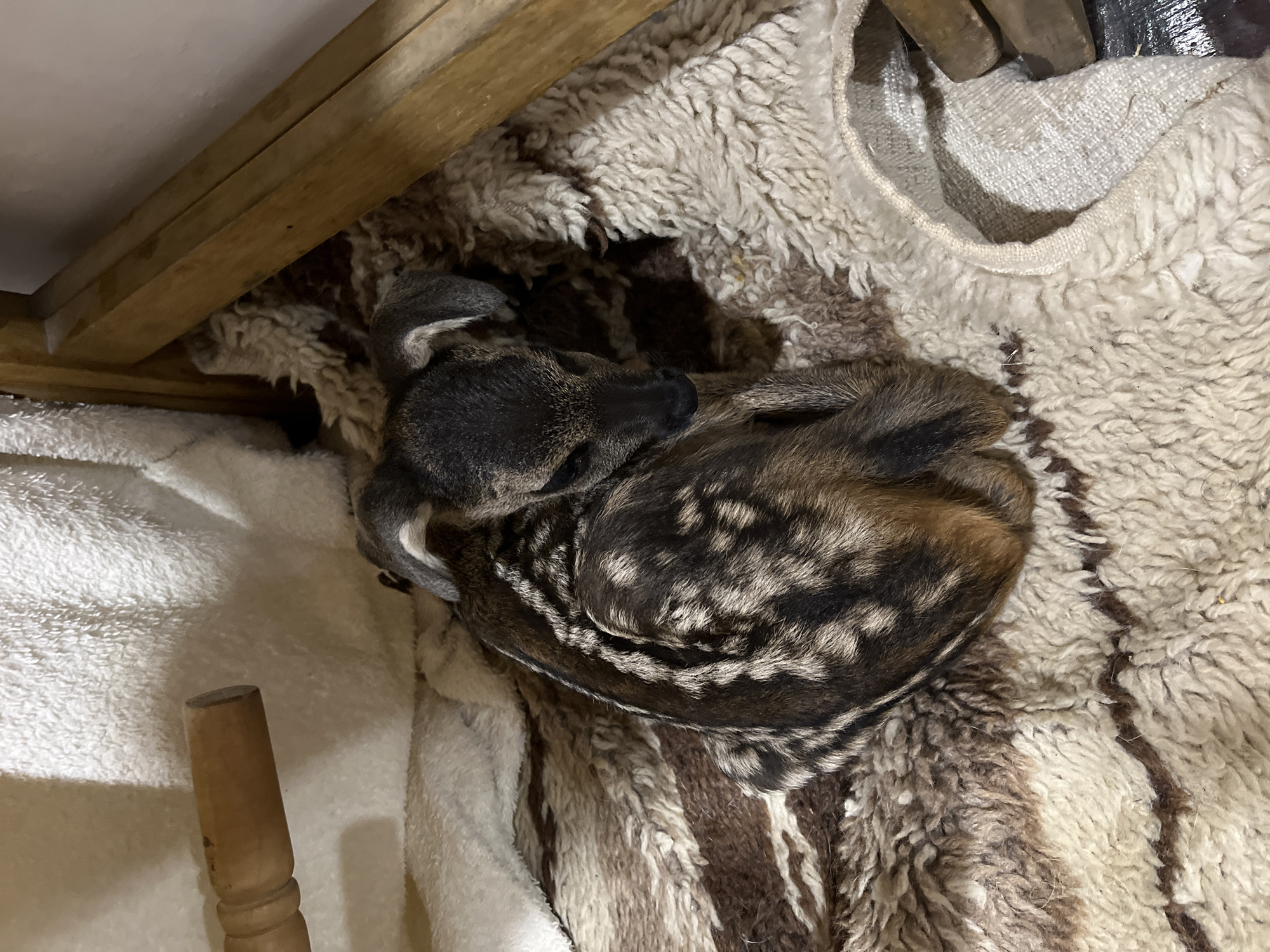 A fawn is curled up and sleeping on a fuzzy, multi-textured surface comprised of a striped brown and white rug and a white blanket. The fawn has a dark grey head, white spots on its brown fur, and light grey ears. The surface is partially underneath a wooden structure, and a turned wooden leg or spindle rests on the white blanket. The city of Shopite, Bulgaria is not visually ascertainable in this image.