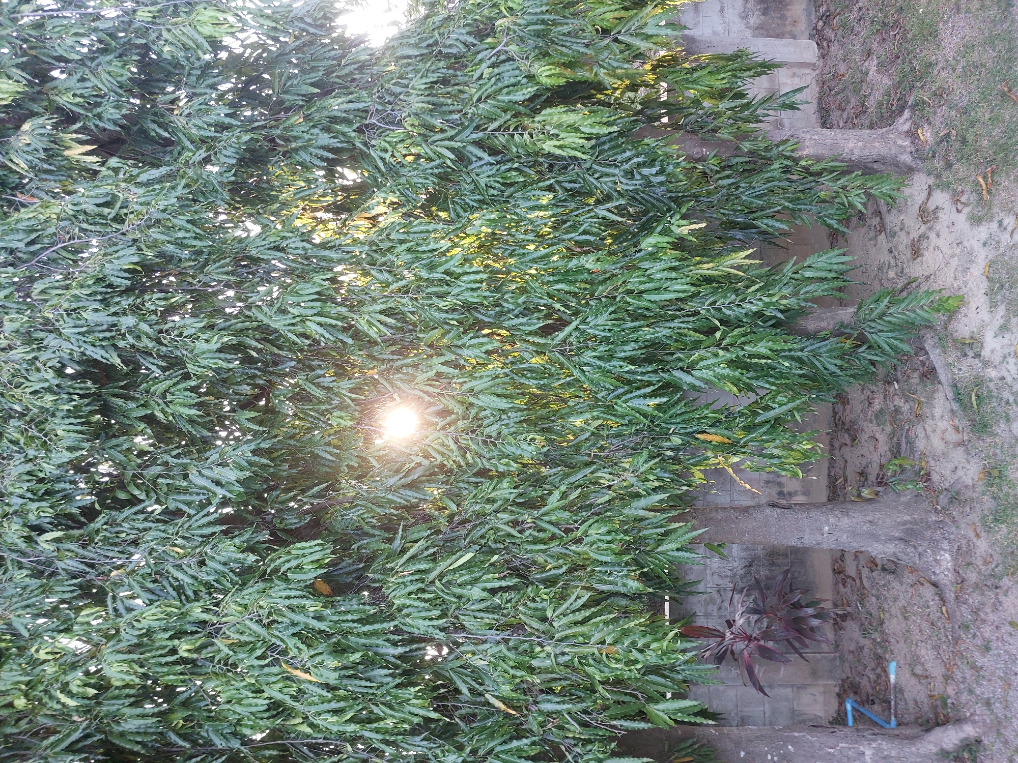This is a photograph of a cluster of trees with lush green foliage in Baan Mae Nam, Thailand. The sun is shining through the leaves, creating a bright glow in the center of the image. The trees are in front of a light-colored brick wall, with sandy ground and some dry leaves scattered around the base of the trees. A small, dark red plant is visible between two of the tree trunks, and a section of blue pipe is partially visible on the ground to the left. The scene appears to be outdoors in a somewhat arid environment.