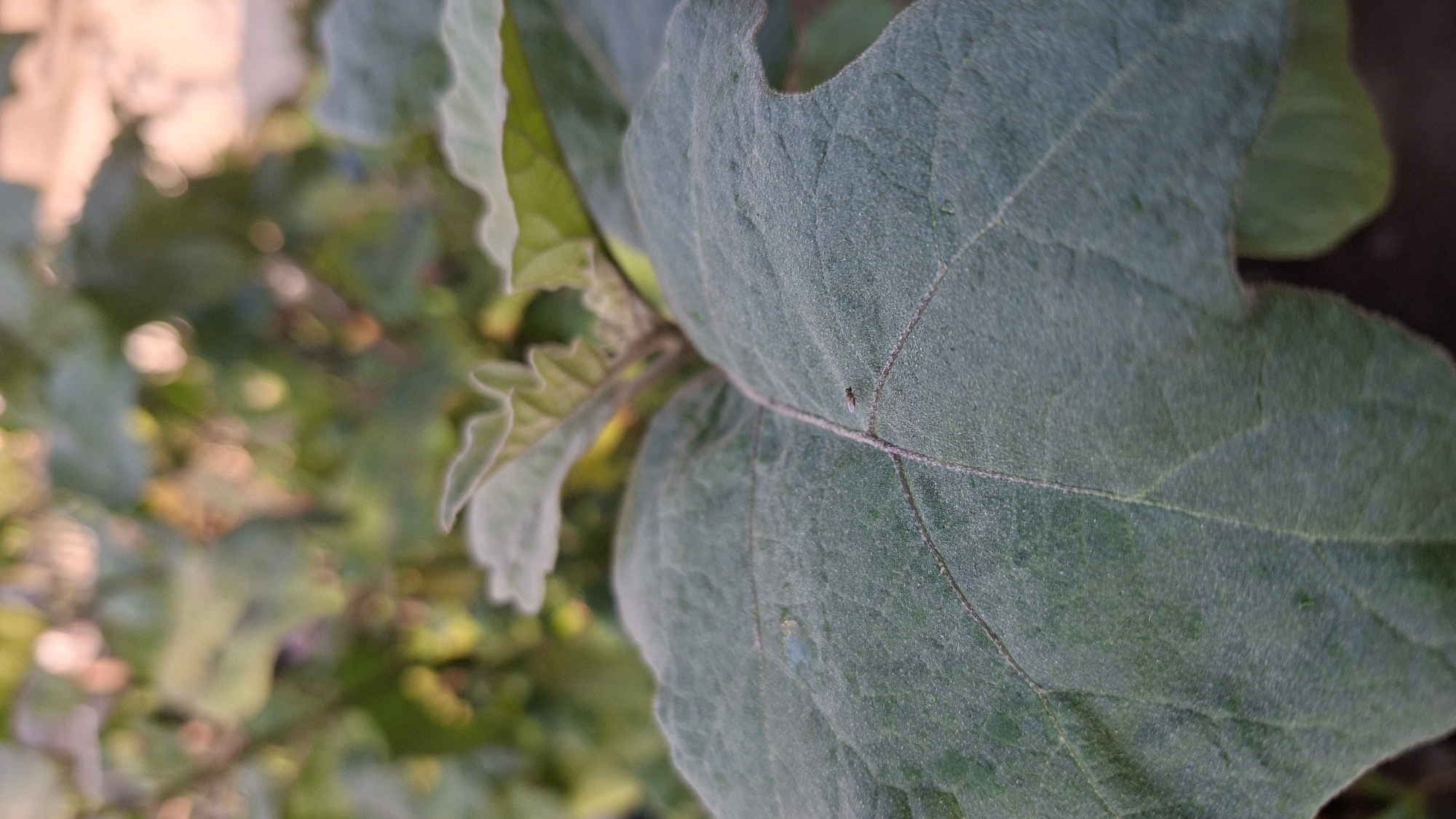 The image is a close-up, macro shot of a green leaf with a small, dark insect on it. The leaf has prominent veins and a slightly fuzzy texture. The background is blurred, showing more green foliage and some soft, out-of-focus circular shapes of light, suggesting an outdoor, natural setting, possibly a garden or park. The lighting appears to be natural, possibly late afternoon or early morning, given the warm tones in the background. There is no indication of the city of Palembang, Indonesia, or any specific urban features.