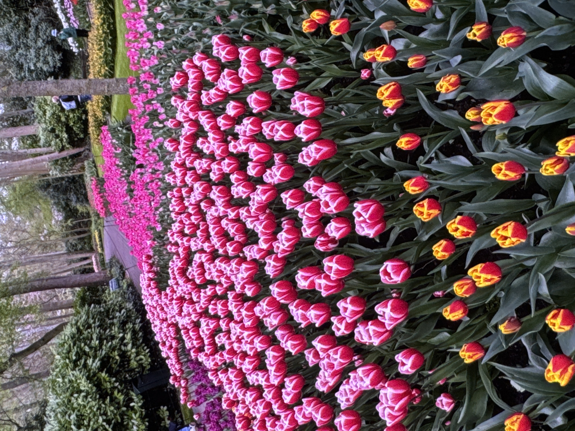 A wide shot captures an expansive display of vibrant tulips in a park-like setting. The foreground is dominated by a dense arrangement of pink and white tulips, their petals tightly furled. Towards the right and bottom of the frame, scattered among the pink blooms, are smaller clusters of red and yellow tulips. In the middle ground, a paved pathway curves through the park, bordered by more rows of pink tulips on the left and a patch of yellow flowers on the right. Beyond the pathway, a dense line of trees forms a natural backdrop. The scene is dotted with several individuals, blurred by the distance and focus of the image, walking along the path or admiring the flowers. The lighting suggests an overcast day. The location is the Kaunas Botanical Garden in Kaunas, Lithuania.
