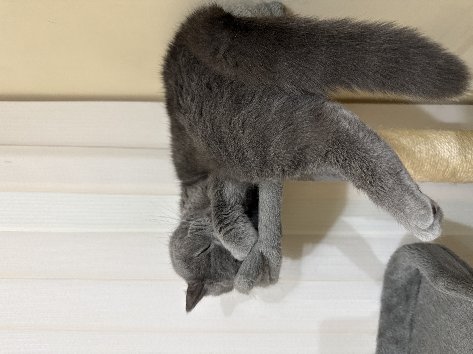 A grey cat is sleeping soundly on a cat tree. The cat is curled up on a small platform, with its face hidden in its paws. Its tail hangs down the side of the cat tree. The cat tree is covered in sisal rope and is situated in front of a white vertical blind and a beige wall. The image was captured in an indoor setting, likely a residential area, and does not contain information that would allow for pinpointing a specific location in Plovdiv, Bulgaria.