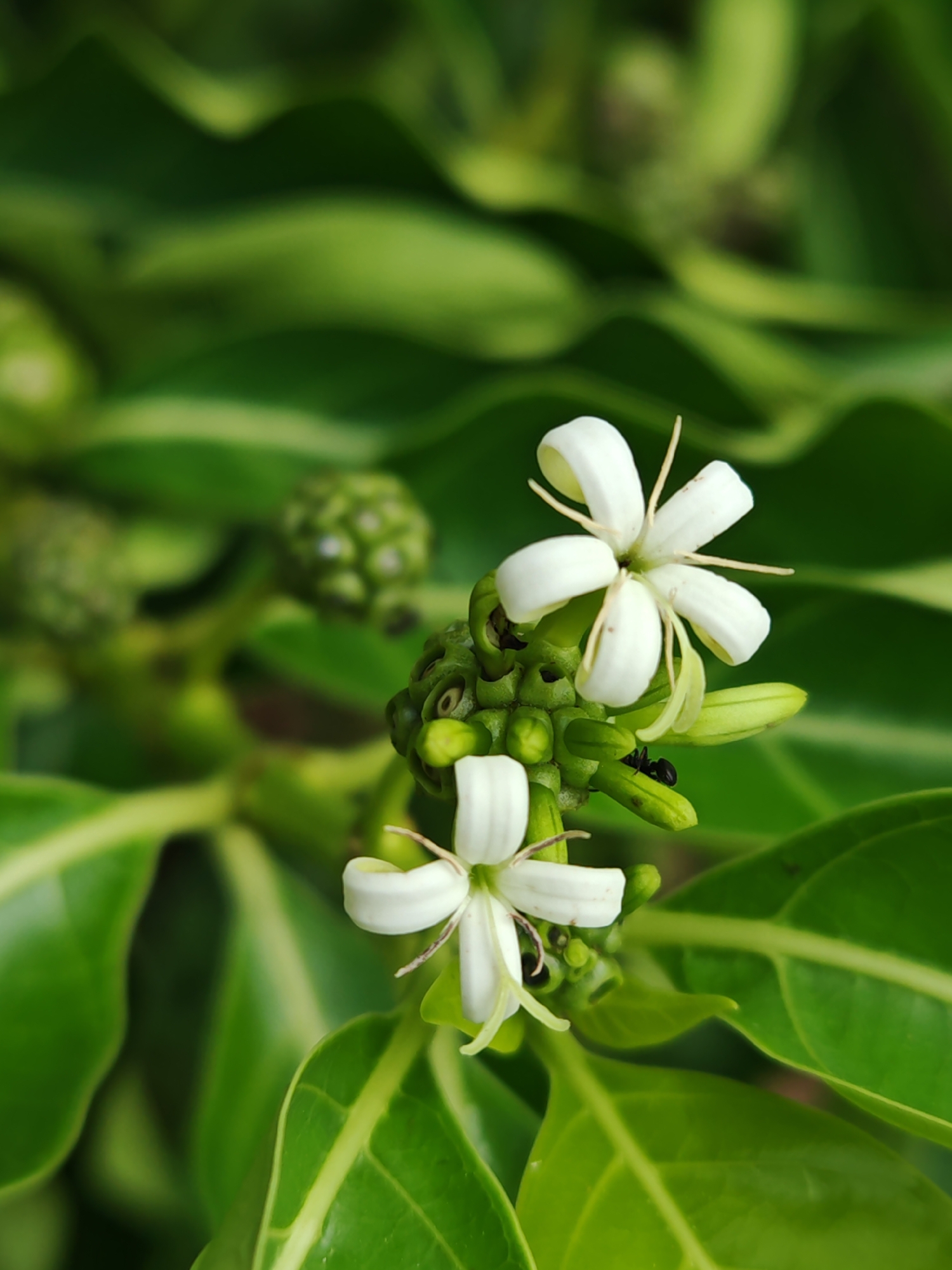 Two white flowers with delicate, star-shaped petals and thin stamens are in focus, positioned on the right side of the frame. They grow from a cluster of green buds and developing fruit. The foreground features lush green leaves, some with lighter green veins. In the background, more blurred green foliage creates a soft, natural setting. The scene is captured outdoors, likely in a garden or natural environment within Baan Bang Rak, Thailand, given the tropical flora. No people are present, and the overall impression is one of natural beauty and botanical detail.