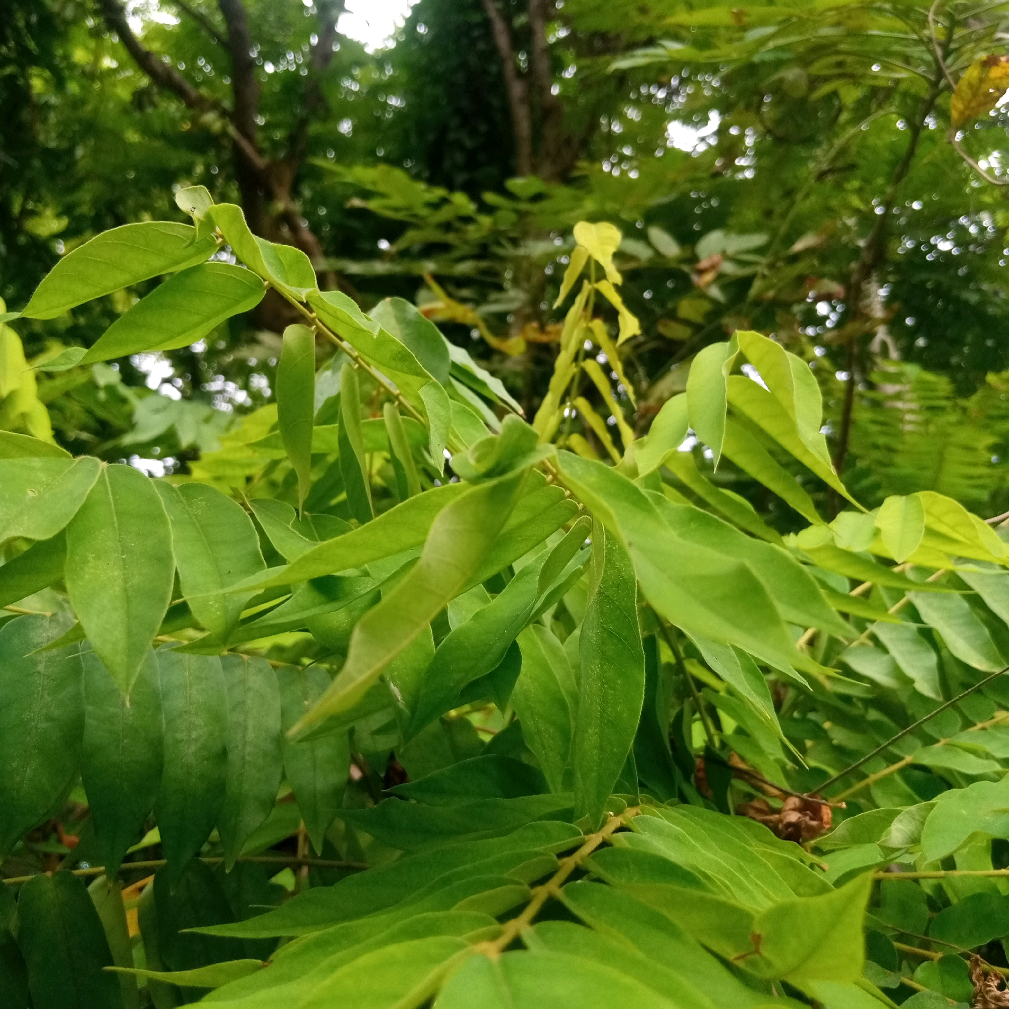 A close-up, eye-level shot showcases a cluster of vibrant green leaves from a star gooseberry tree, their smooth surfaces catching the diffused daylight filtering through the dense canopy. The background is softly blurred, with the dark brown trunk of the tree and the surrounding foliage creating a muted green and brown backdrop. The overall impression is one of lush, natural growth, typical of the tropical environment found in Balee Rastong, Indonesia, where such trees are common. No people or specific actions are visible in the image; it focuses solely on the natural beauty of the leaves and their immediate surroundings.