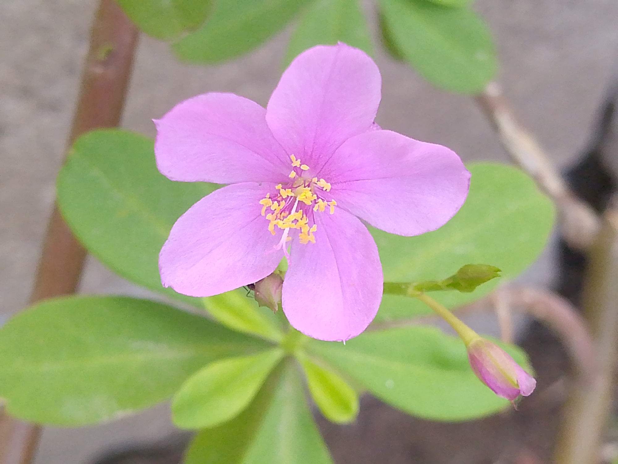 A close-up image depicts a single, open flower with five pink-lavender petals and a central cluster of yellow stamens. A small, dark-colored insect is visible on the underside of the lower-left petal. To the lower right, a closed pink flower bud extends on a light green pedicel. Green leaves, predominantly out of focus, frame the main flower. A blurry segment of a brown stem is present in the upper-left background. The ambient background consists of indistinct gray-brown and dark green areas. The scene is located in Juan Griego, Venezuela.