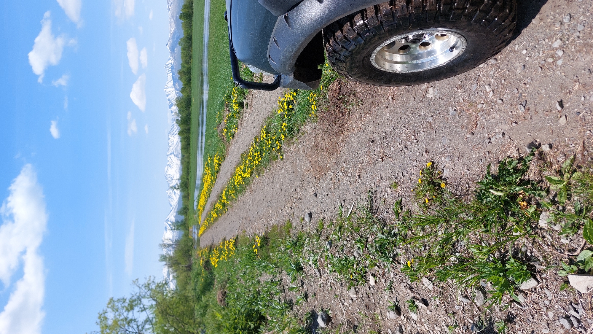 The image depicts a dirt road in a rural area, lined with yellow wildflowers. In the foreground, the right side of a dark-colored, off-road vehicle is visible, specifically its front fender and tire. The road stretches into the distance, leading towards a body of water and a line of trees, with snow-capped mountains in the background under a blue sky with white clouds. The environment appears to be a natural landscape, possibly a park or undeveloped area. While the prompt mentions Zelenyi, Russia, there are no specific landmarks or indications within the image that confirm this location. The scene is static, with no people or actions occurring.