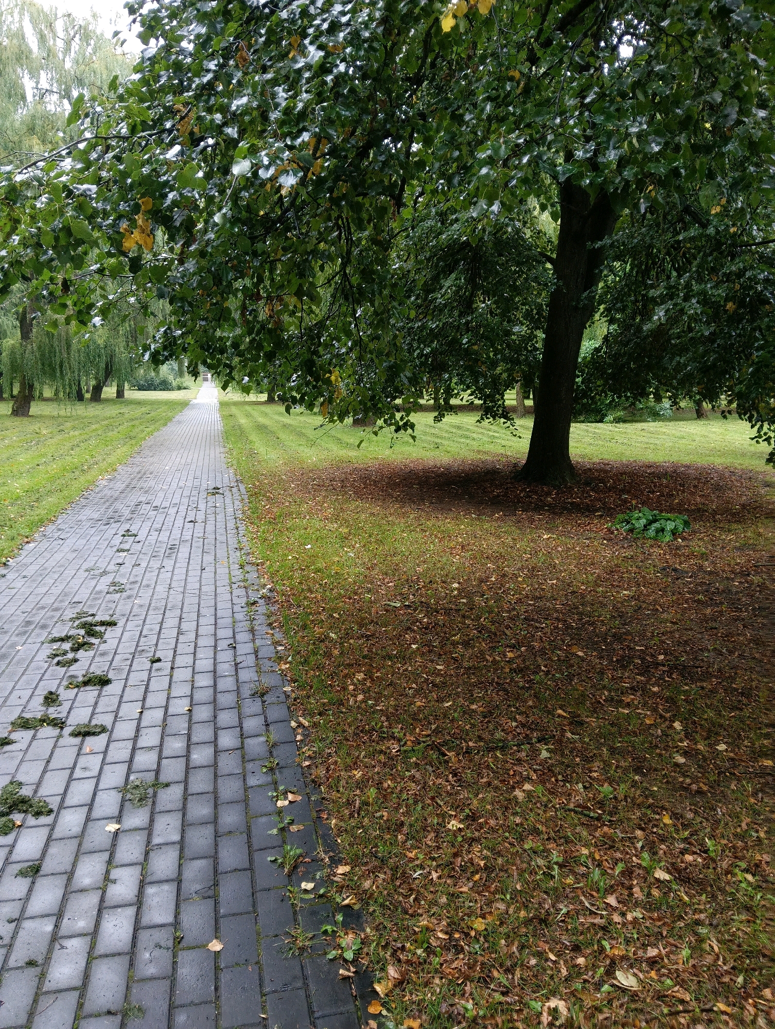 The image depicts a wet, paved walkway lined with grass and fallen leaves. The walkway is made of gray interlocking rectangular pavers and shows scattered clippings of grass. To the right of the walkway, a grassy area is covered with numerous brown fallen leaves. A large tree with dark bark and green leaves, some of which are turning yellow, stands in the middle ground, casting a shadow over the leaf-covered ground. In the background, several other trees are visible, including weeping willow trees on the left. The sky appears overcast. This scene is likely located in a park or public garden in Hrodna, Belarus, given the context.