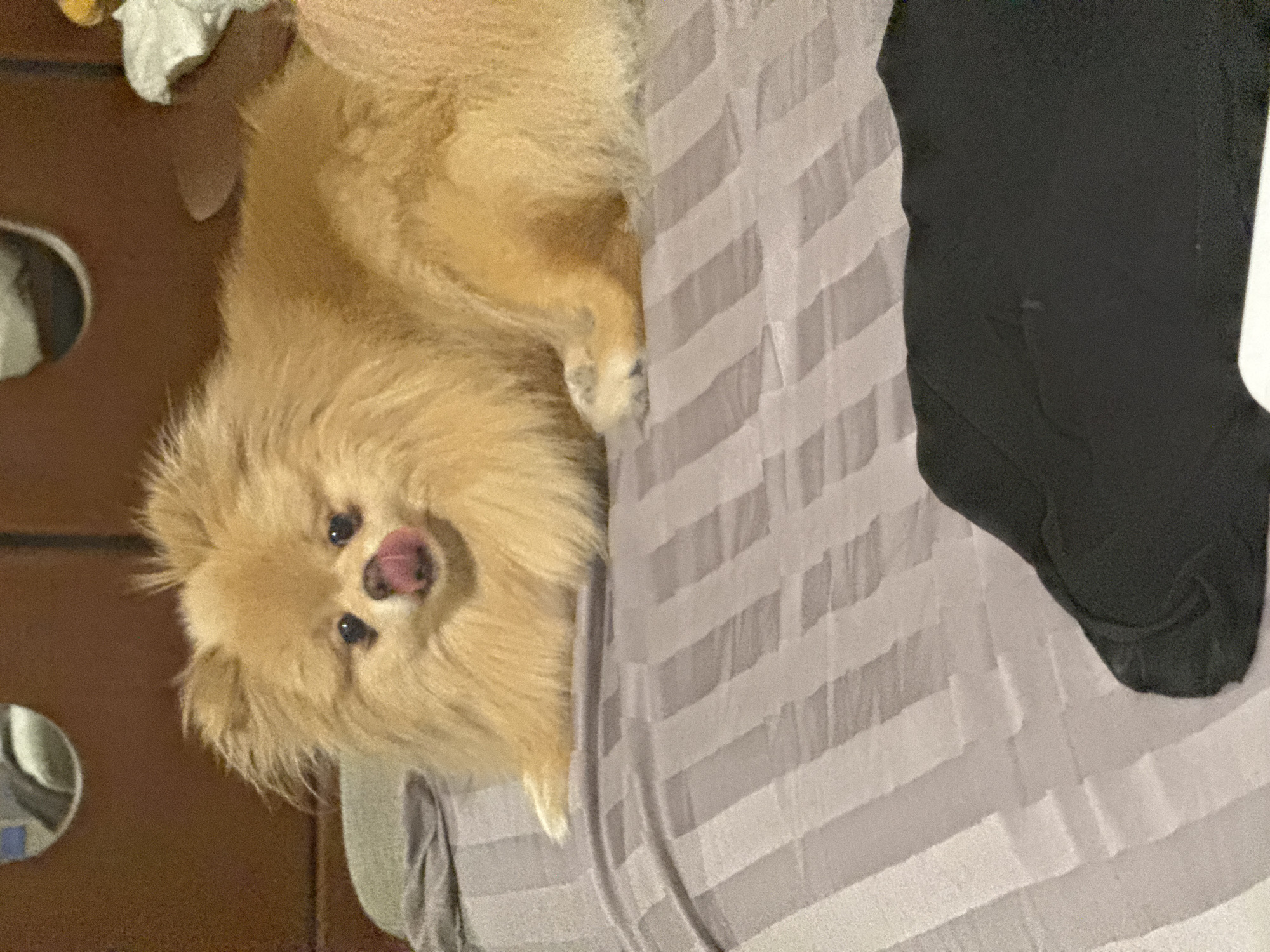A tan Pomeranian dog lies on a bed covered with a gray and white striped comforter. The dog is facing the camera, with its tongue sticking out. The dog's fur is fluffy and appears to be a light brown or golden color. The background is blurred, but appears to be a wooden headboard and possibly a closet door. A black t-shirt or piece of clothing is in the foreground, partially obscuring the bed.