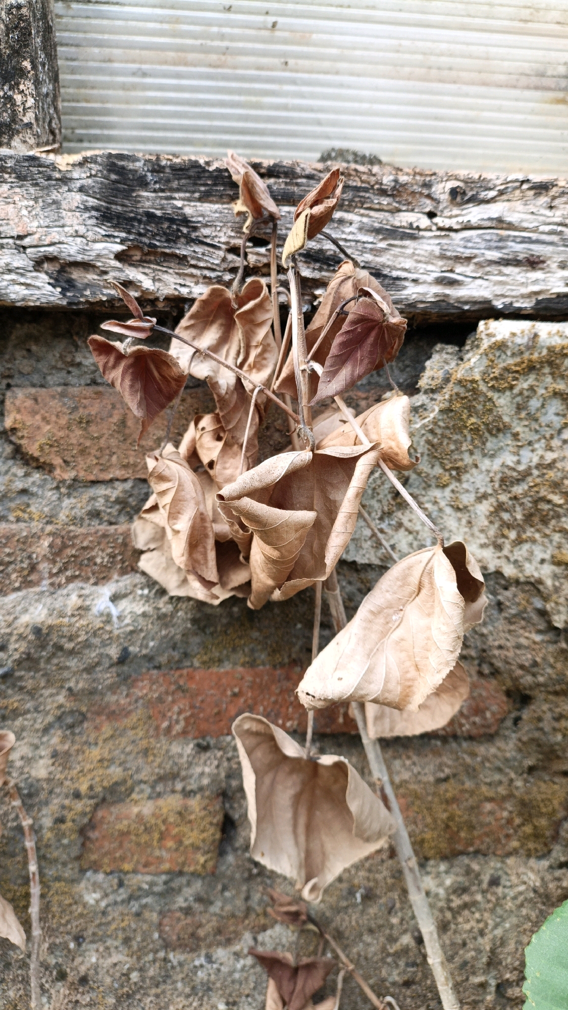 The image shows a close-up view of dead, brown leaves clinging to a thin stem, set against a textured brick wall. Above the wall is a weathered wooden beam, and behind that, a white, corrugated surface. The overall scene suggests an outdoor, possibly rustic or neglected, environment. There are no people or animals visible. The lighting is natural and casts subtle shadows. The specific location in Cikal, Indonesia, is not discernible from the visual elements alone.