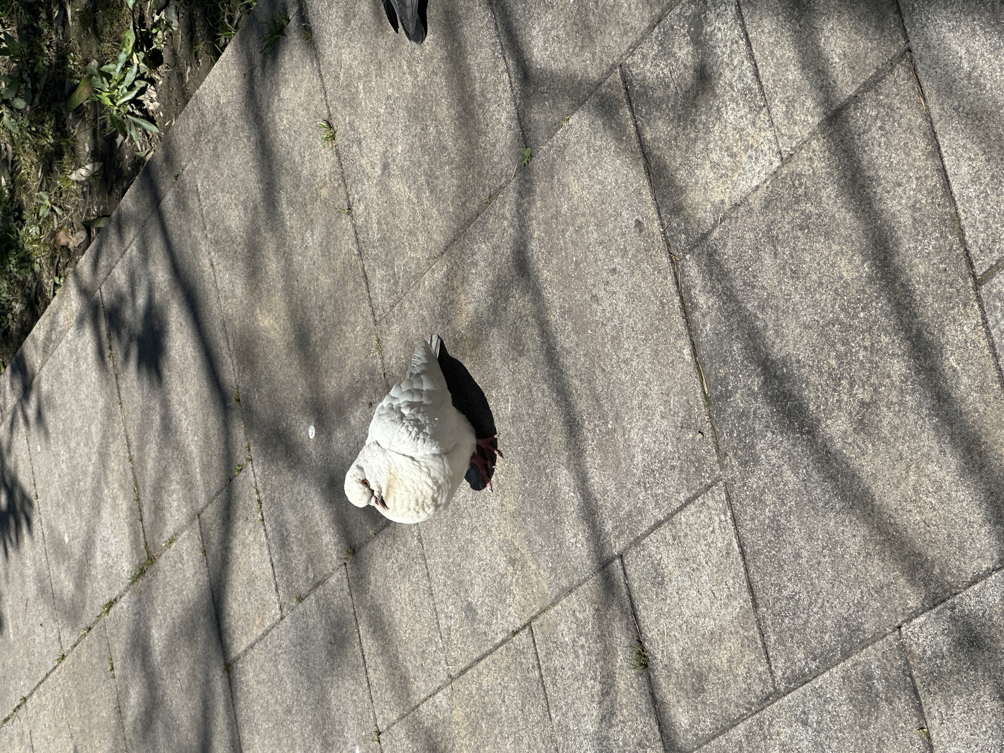 This image, taken in Sochi, Russia, captures an overhead view of a white pigeon standing on a gray paved surface, likely a sidewalk or patio. The pigeon, with its predominantly white plumage and visible red feet, is positioned towards the lower-left-center of the frame, facing slightly to its left.
The paved ground consists of individual concrete slabs or pavers with distinct seams. Small clusters of green grass and weeds are visible growing within these cracks and along the edge of the paved area. To the far left, the pavement borders a strip of natural ground featuring dark soil, green plants, and some dry vegetation.
The scene is illuminated by bright sunlight, as evidenced by the sharp, elongated shadows cast across the pavement. These shadows, likely from trees or a fence, create a diagonal striped pattern across much of the scene. The weather appears clear and sunny. No human subjects or visible text are present. The image portrays a tranquil moment of urban wildlife in an everyday outdoor setting.
