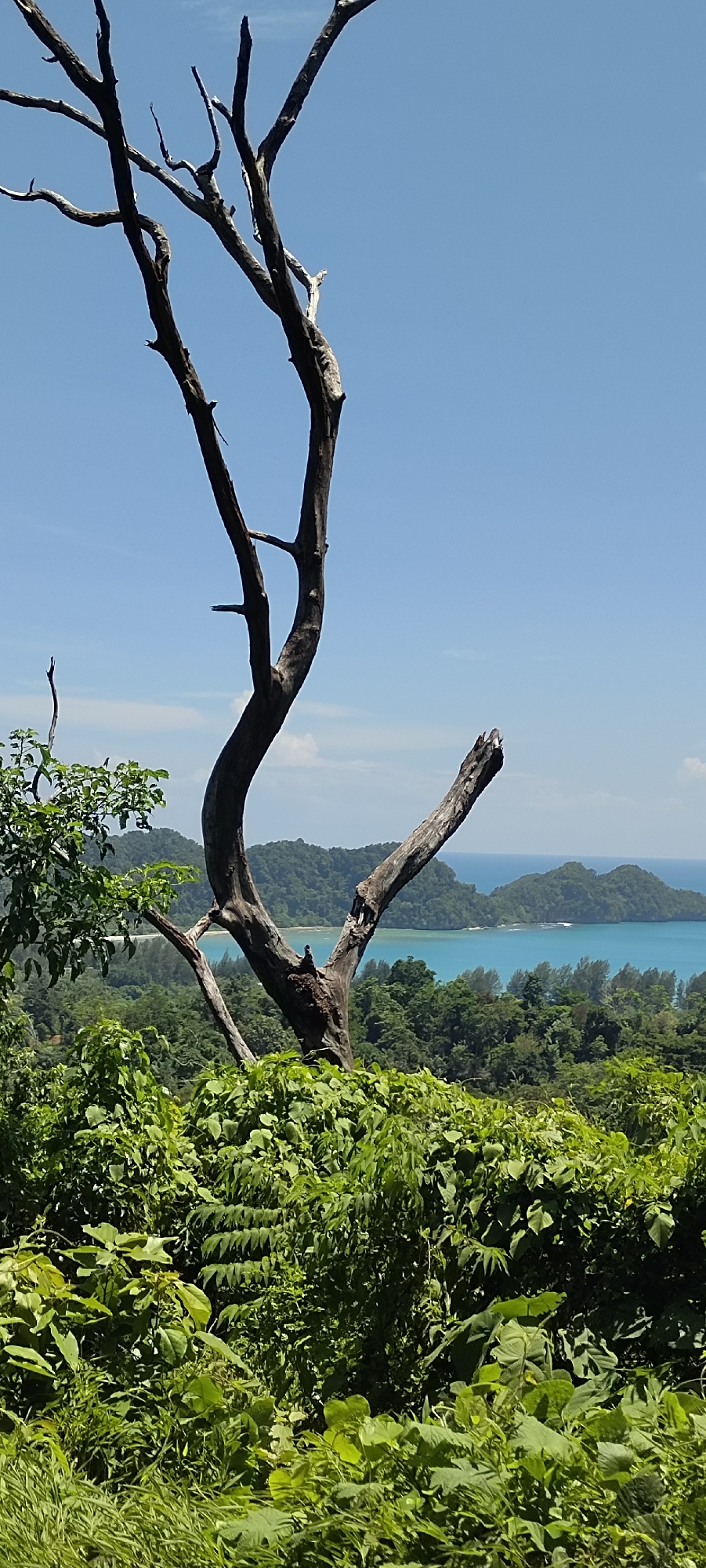 A dead, gnarled tree trunk stands in the foreground, its bare branches silhouetted against a clear blue sky. Lush green foliage surrounds the base of the tree and extends to the mid-ground. In the background, rolling, tree-covered hills meet a tranquil turquoise sea, dotted with small islands. The scene captures a serene natural landscape, likely from an elevated viewpoint in or near Paroy, Indonesia. The image depicts a vibrant coastal environment with a stark contrast between the dead tree and the thriving vegetation.