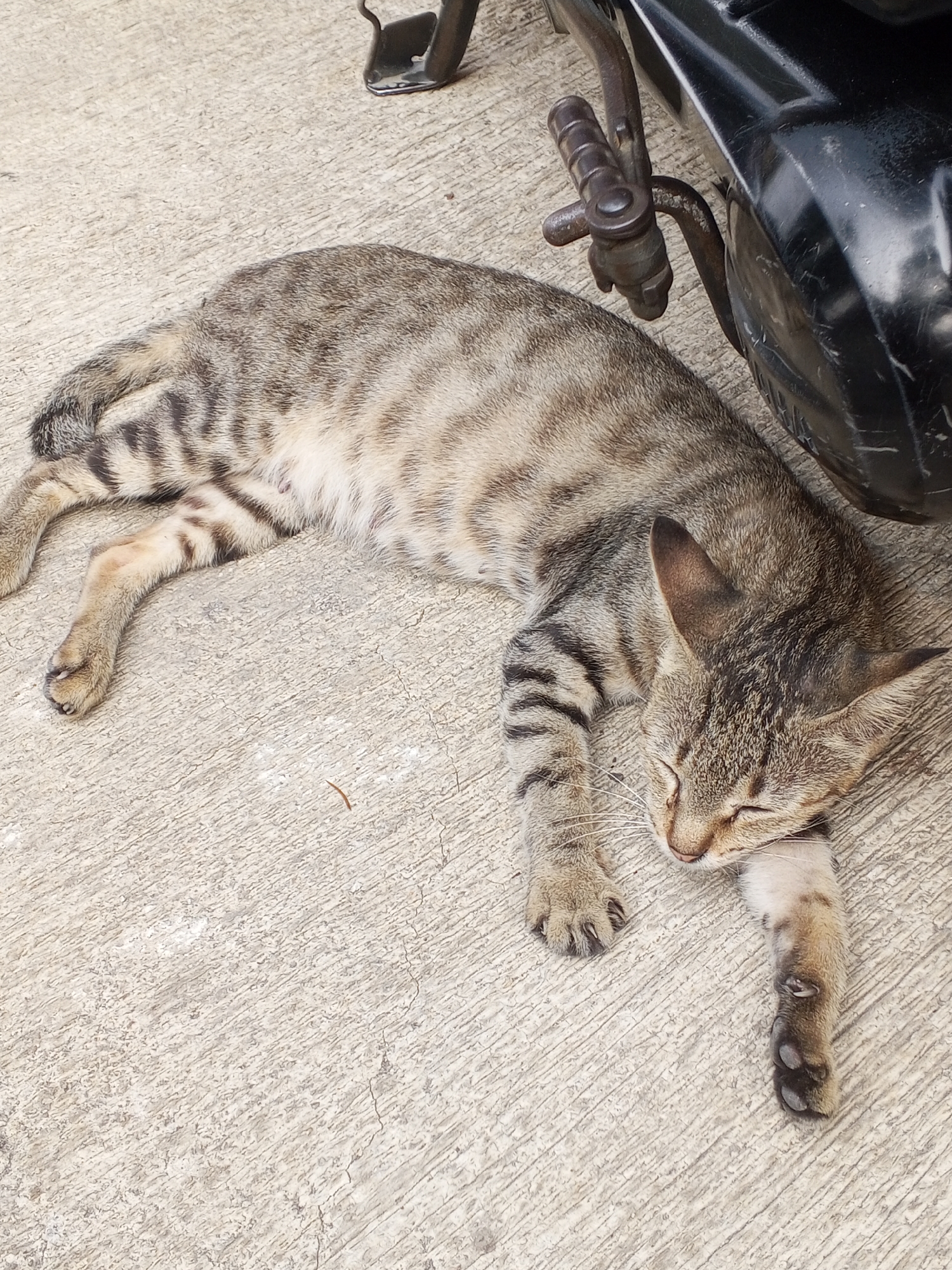 A tabby cat sleeps on a concrete surface next to a motorcycle. The cat is lying on its side with its eyes closed, and its paws are tucked in. The motorcycle is black and partially visible in the upper right corner of the image. The concrete surface is cracked and appears to be outdoors. The location is Ciruas, Indonesia.