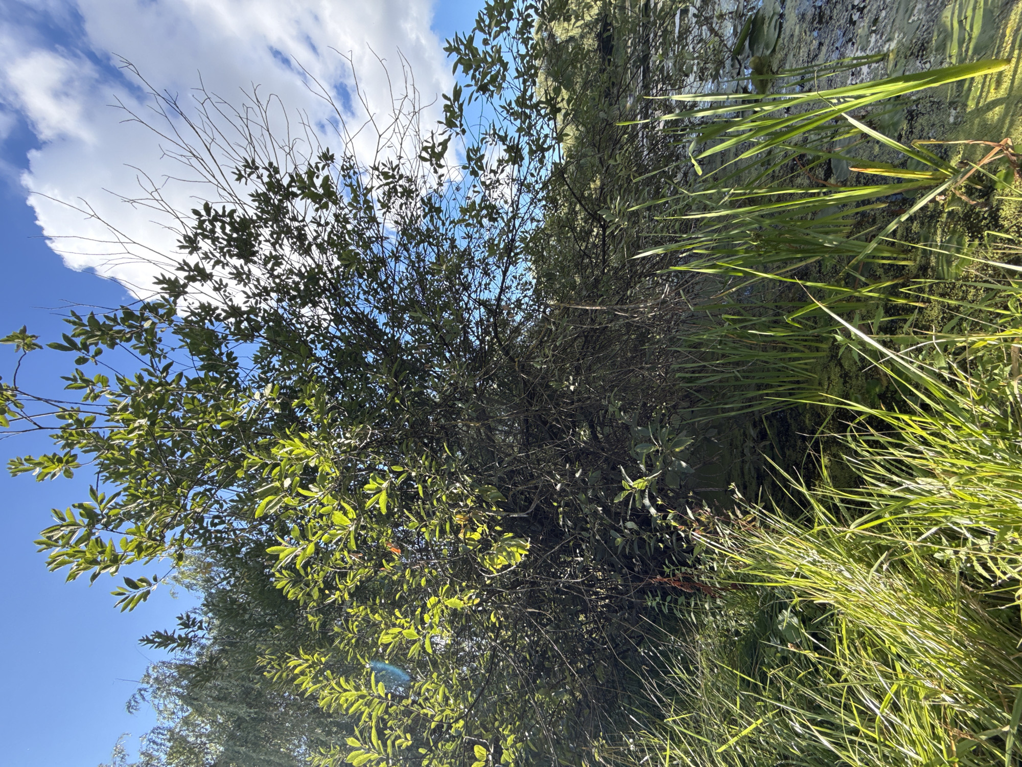 The image depicts a waterside scene in Dolgoprudny, Russia, likely during daylight hours under a partly cloudy sky. In the foreground, lush green grass and reeds grow alongside the water's edge. The water itself appears murky and covered in a thin layer of green algae or duckweed. To the left and center, a dense bush or small tree with green leaves dominates the frame, its branches reaching upwards. The background is a mix of blue sky with white clouds and further vegetation along the opposite bank of the water. The overall impression is one of a natural, untamed environment. There are no people visible in the image.