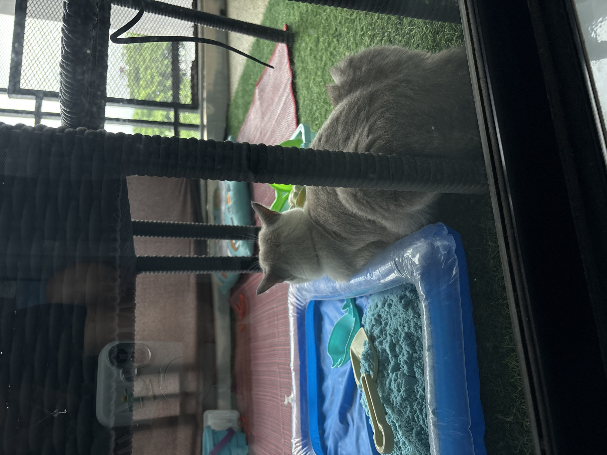 A light-colored cat with short, light grey fur is depicted from an elevated perspective, looking down into a blue inflatable container. The container is filled with bright blue kinetic sand, which also contains a light-colored scoop and a turquoise plastic shovel shaped like a sea creature. The cat's head is lowered towards the sand, indicating engagement with the activity.
The scene is viewed through a glass panel, with parts of a dark, woven or coiled structure (possibly a cat tree or enclosure) appearing in the foreground, partially framing the view. Beyond the container, the ground is covered with green artificial turf. In the background, a window with a metal mesh screen shows lush green foliage and trees outside, suggesting natural light and a daytime setting. Reflections, including that of a white-cased smartphone, are visible on the glass surface in the lower left. The environment appears to be an outdoor or semi-outdoor pet play area, possibly a balcony or patio, located in Choeng Thale, Thailand. No discernible text is visible in the image.