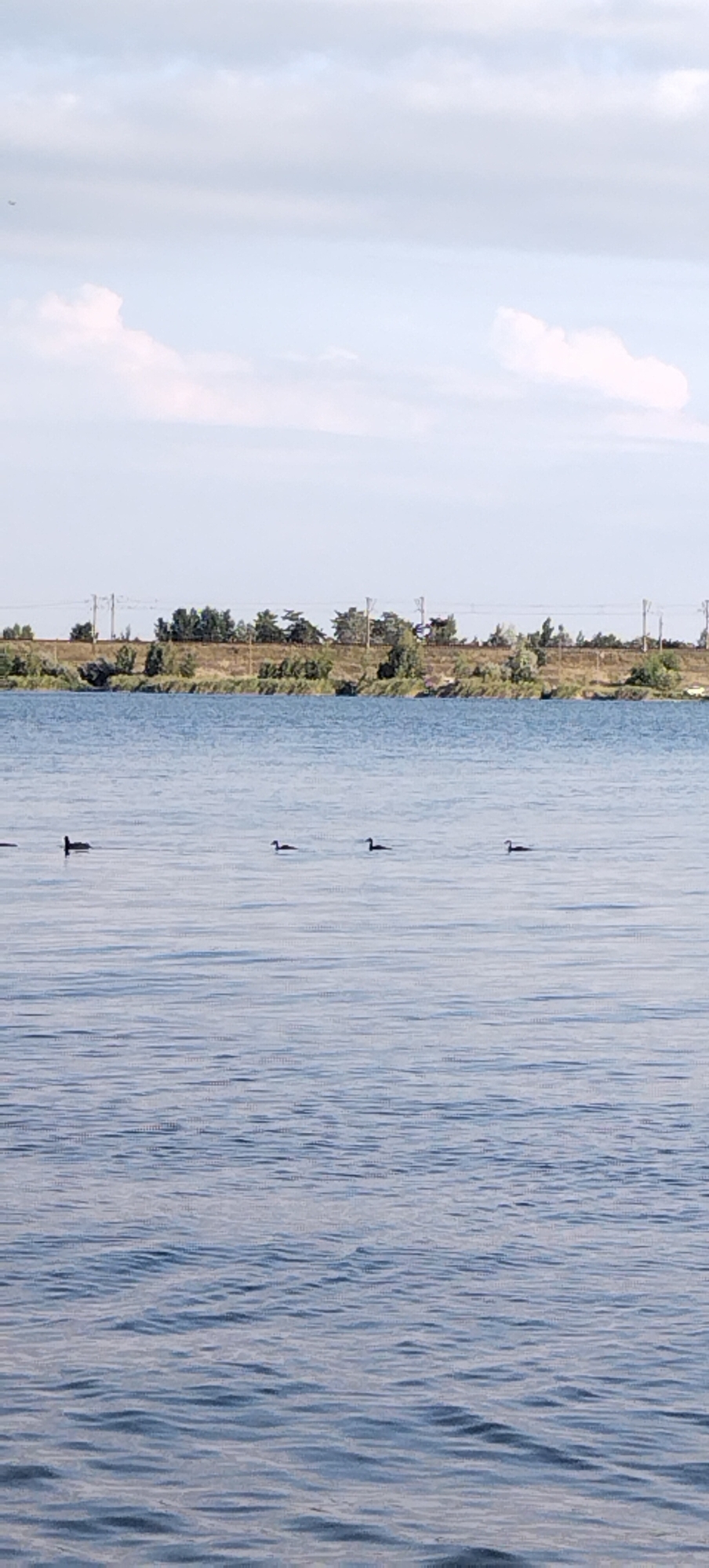 The image captures a wide, calm body of water, likely a lake or reservoir, under a partly cloudy sky. In the distance, a treeline with sparse vegetation and utility poles marks the shoreline. The water's surface exhibits gentle ripples, reflecting the light. Several dark-colored waterfowl, possibly ducks or coots, are visible swimming in a line across the middle ground of the water. The scene appears to be a natural or semi-natural environment, consistent with the rural surroundings of Bezliudivka, Ukraine. There are no visible people or buildings.