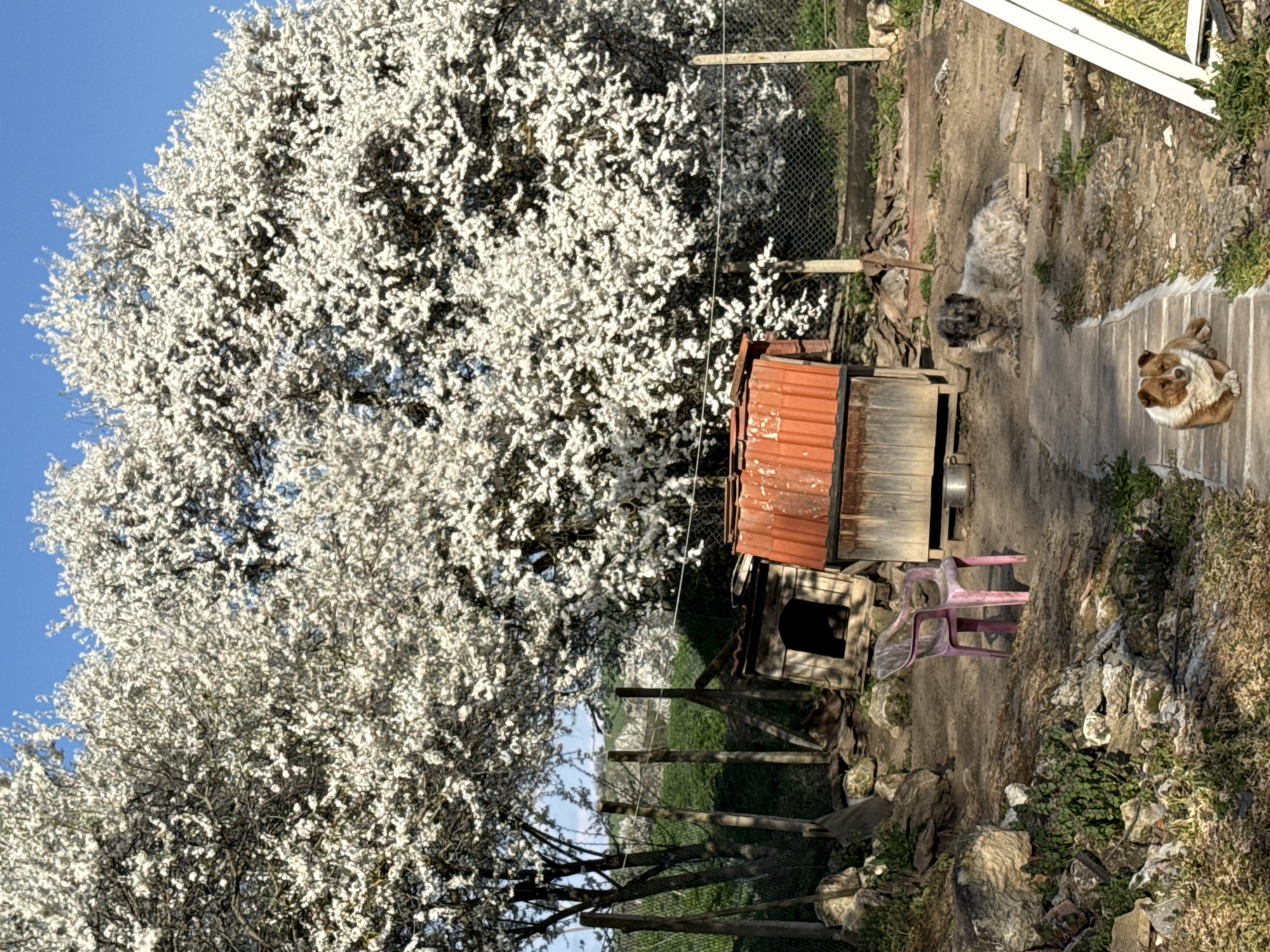 The image shows an outdoor scene, possibly in Tsar Asen, Bulgaria, given the context. A large tree with white blossoms dominates the left side of the frame, contrasting against a clear blue sky. To the right of the tree is a fenced area leading into a grassy field. In the center, there is a wooden dog house with a rusty corrugated metal roof, positioned next to two stacked pink plastic chairs. Adjacent to these objects is a narrow concrete path leading away from the viewer. Along the path, two dogs are visible: one is lying down in the foreground, and another is standing further away towards the upper part of the frame. The environment consists of rocky terrain with interspersed vegetation on either side of the path.