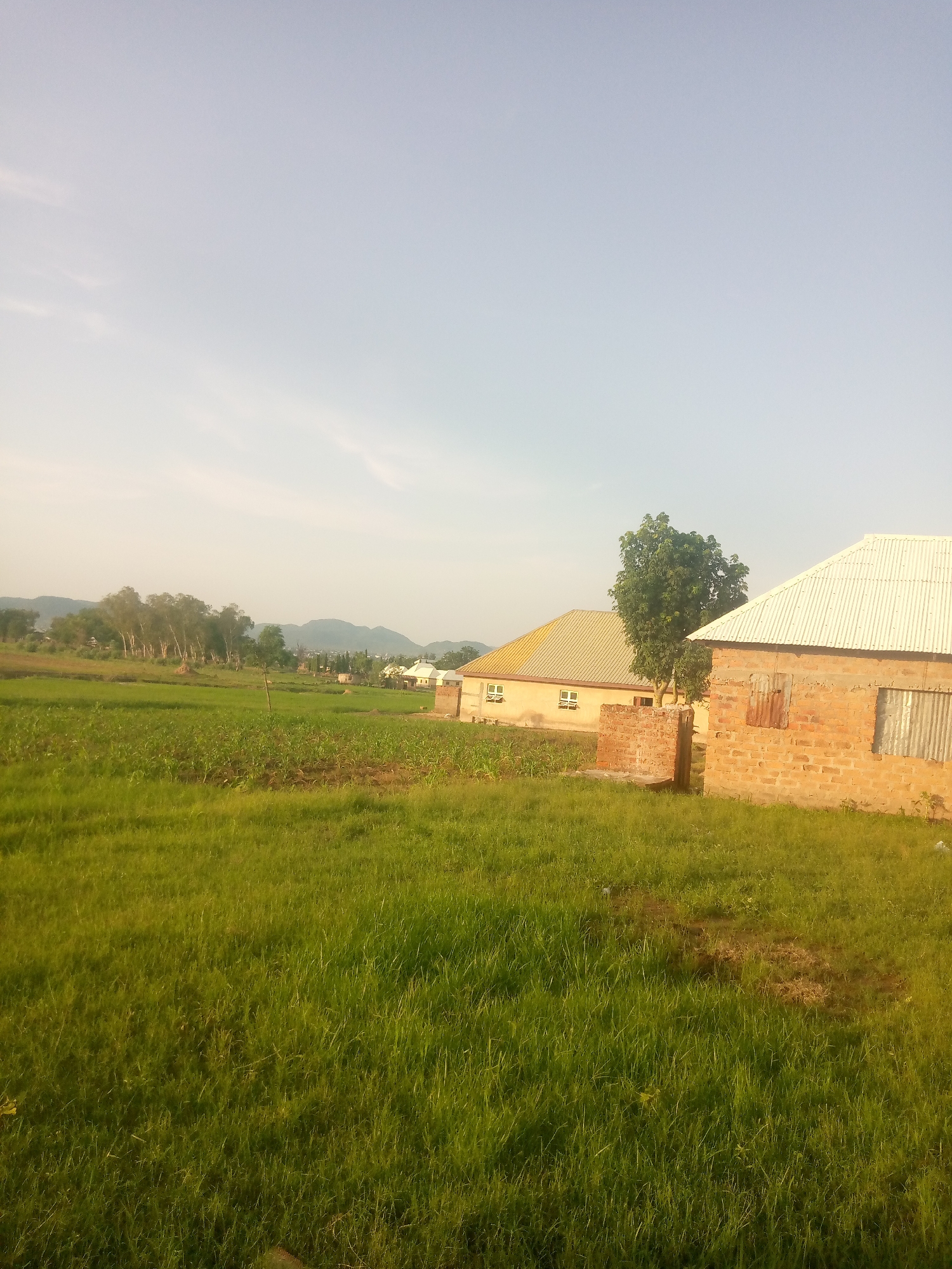 The image depicts a rural landscape in Jauro Yinu, Nigeria. In the foreground, a lush green field of grass dominates the scene. Behind the field, two houses are visible. The house on the right is constructed from brick and has a corrugated metal roof, with visible windows and a rusty metal shutter. To the left of this house, a smaller brick structure stands. Further in the background, another house with a yellow roof and white trim is situated. A tall green tree is located between the two houses. Beyond the houses, a line of trees is seen, with rolling hills and mountains forming the distant horizon. The sky is clear and pale blue, indicating it is likely daytime. There are no people visible in the image.