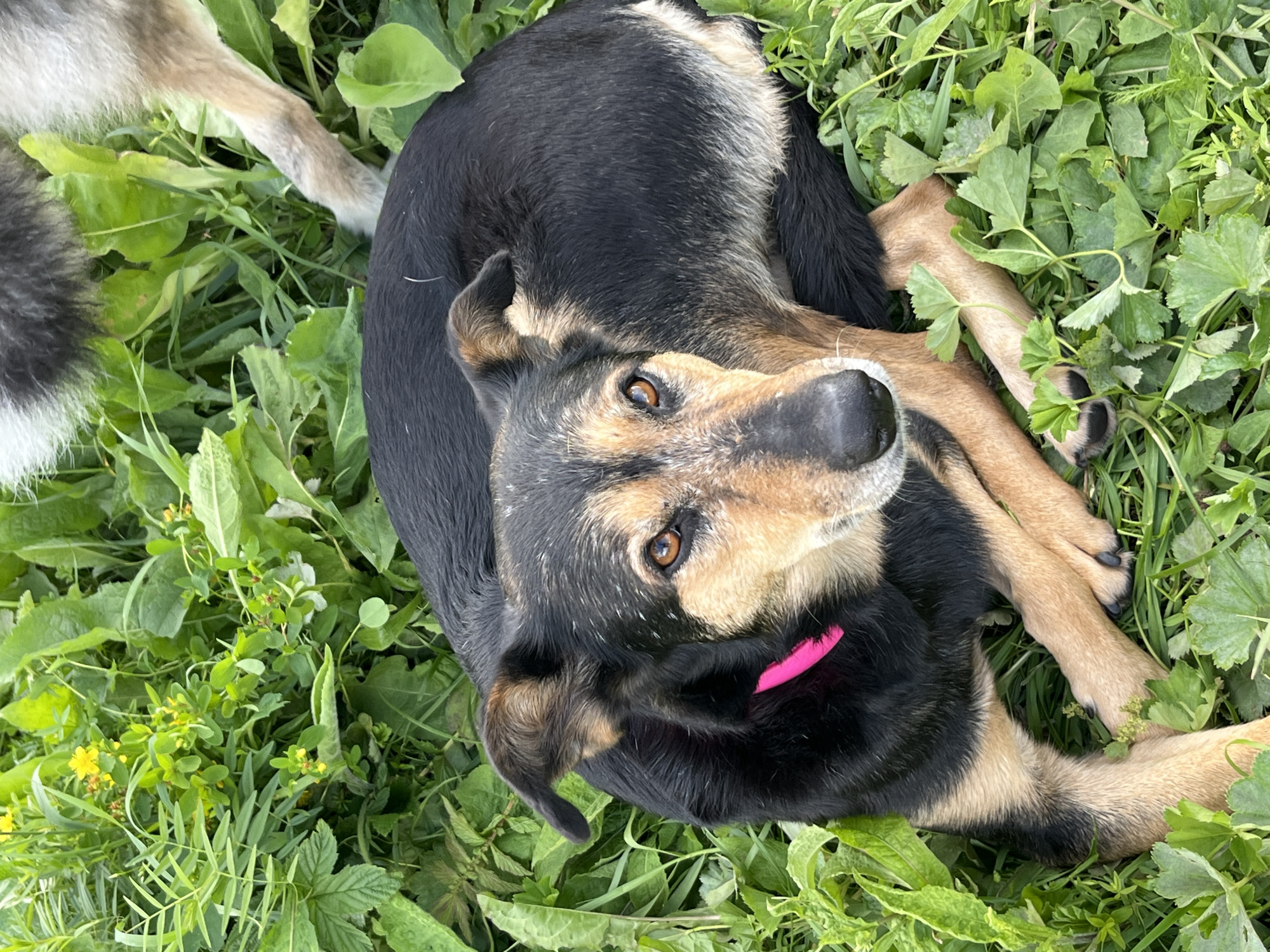 The image shows a dog lying in tall green grass with small yellow flowers. The dog is black and tan with brown eyes and is wearing a bright pink collar. Its paws are crossed in front of it. In the upper right corner, another dog's hind leg and tail are visible, suggesting it is also present in the scene. The environment appears to be a natural outdoor setting, possibly a field or park, in Nizhny Tagil, Russia.