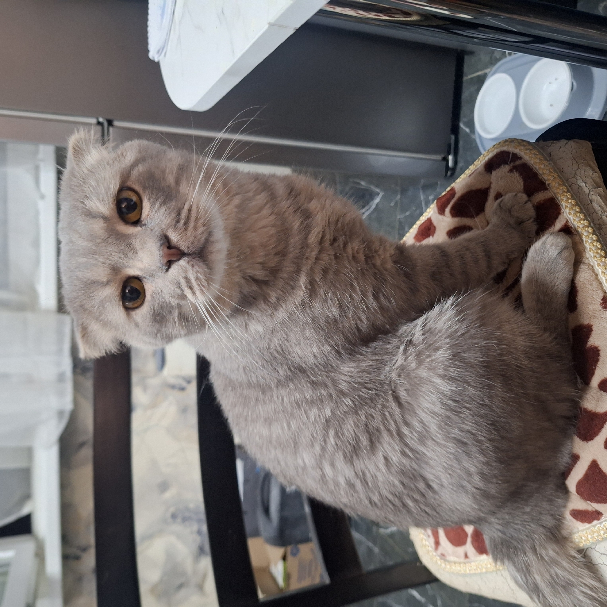 A fluffy, grey Scottish Fold cat with amber eyes is seated on a patterned cushion. The cat is facing the camera, with its paws crossed. Behind the cat is a white countertop, a metallic object (possibly part of a cabinet), and a set of white bowls. The background is somewhat blurred, but appears to be an indoor setting, possibly a kitchen or dining area. There is no evidence in the photo that connects the scene to the city of Moscow, Russia.