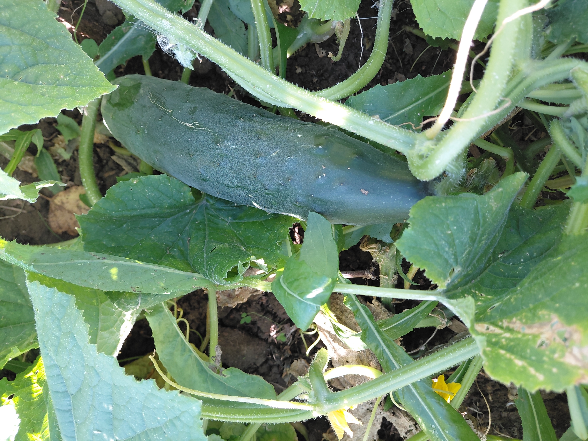 A single, dark green cucumber rests among its foliage, its skin dotted with small, white prickles. The cucumber is oriented vertically, its top end slightly obscured by leafy vines. The surrounding leaves are a vibrant green, some showing signs of damage, with ragged edges and faded patches. A tiny, yellow flower is visible in the upper right portion of the image, hinting at the cucumber plant's reproductive stage. The ground beneath the plant appears to be dark soil, with some scattered dry leaves. The scene is illuminated by natural sunlight, casting shadows and highlighting the textures of the leaves and the cucumber's surface. The image captures a close-up view of the cucumber plant, emphasizing its organic growth and the details of its fruit and leaves. The location is identified as Malinovka, Russia.