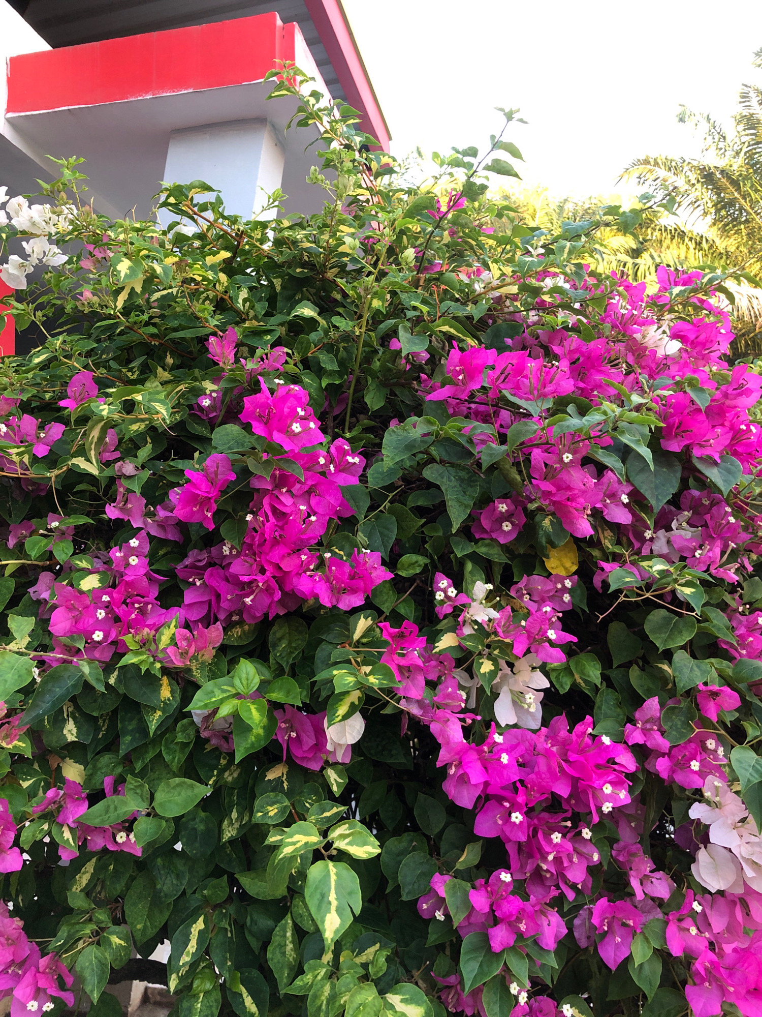 A close-up, outdoor shot shows a vibrant bougainvillea plant with numerous bright pink and white bracts. The plant is dense, with dark green leaves, some of which have yellow variegation. The flowers are clustered, with delicate white centers. In the upper left portion of the image, a building with a white pillar and a red overhang is visible, suggesting an urban or semi-urban setting. The background is a soft blur of green foliage and a bright sky, hinting at a tropical or subtropical climate, consistent with Lhokseumawe, Indonesia. There are no people or animals in the frame.