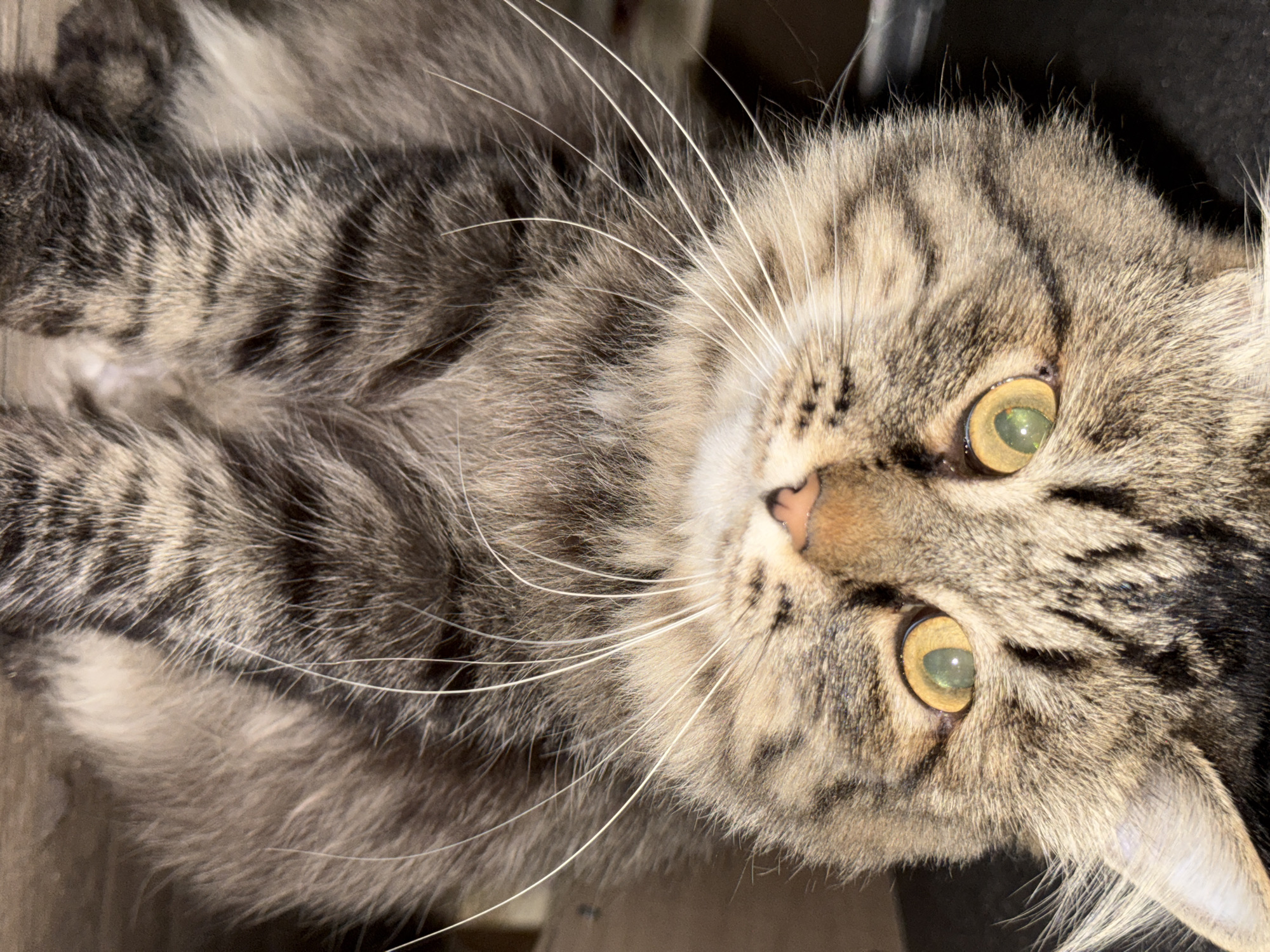 A close-up of a brown and grey tabby cat is shown, lying on its back. The cat's face is turned towards the viewer, and its eyes are greenish-yellow. It has long white whiskers. The fur has a striped pattern. The location cannot be determined to be Perm, Russia.