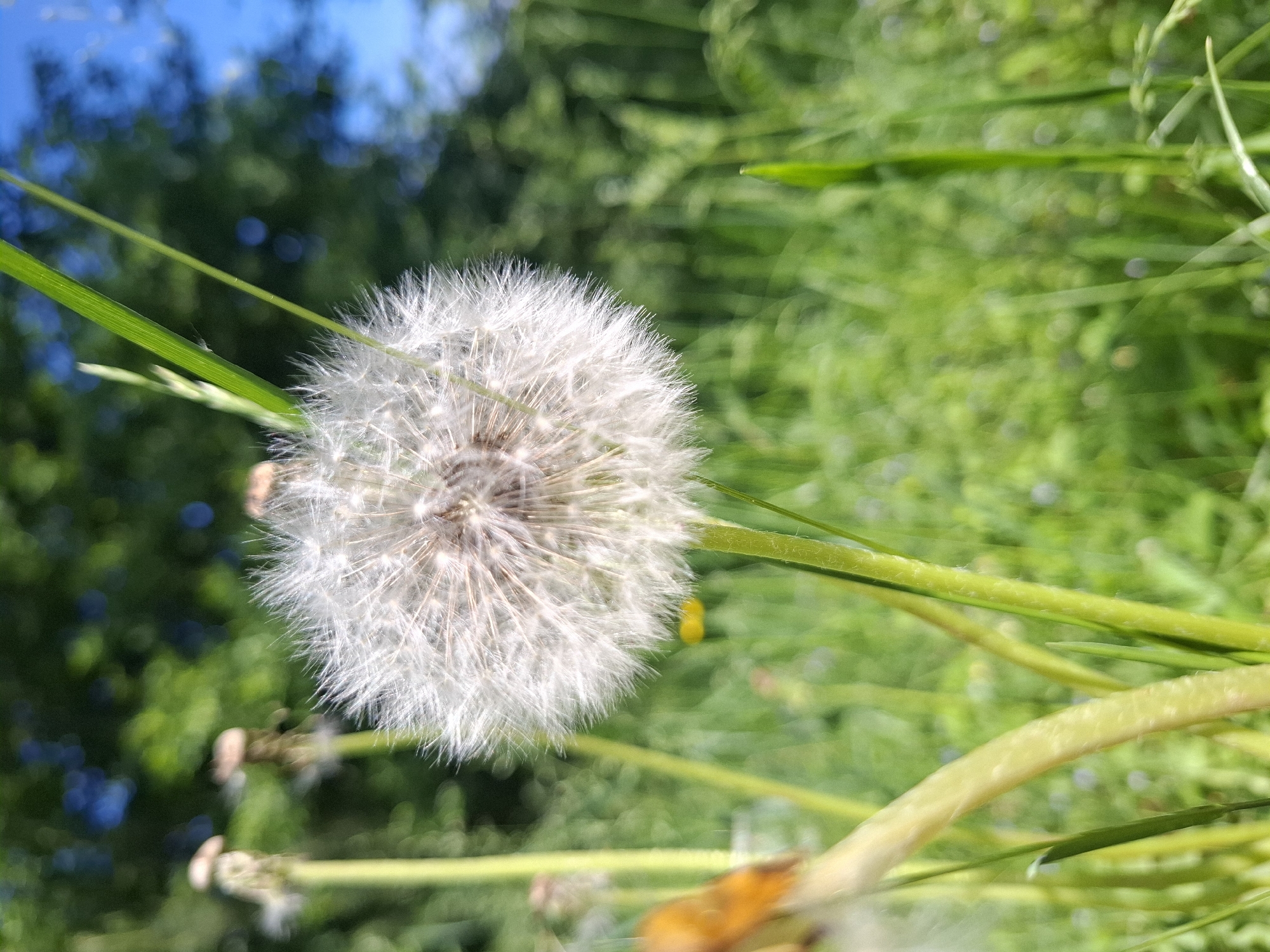A dandelion seed head is centered in the frame against a blurred background of green foliage and blue sky, captured in Khlevnoye, Russia. Green blades of grass are interwoven with the seed head, with some grass stalks extending down and to the right. Other plant matter appears near the base. The primary subject is a mature dandelion with a white, spherical seed head.