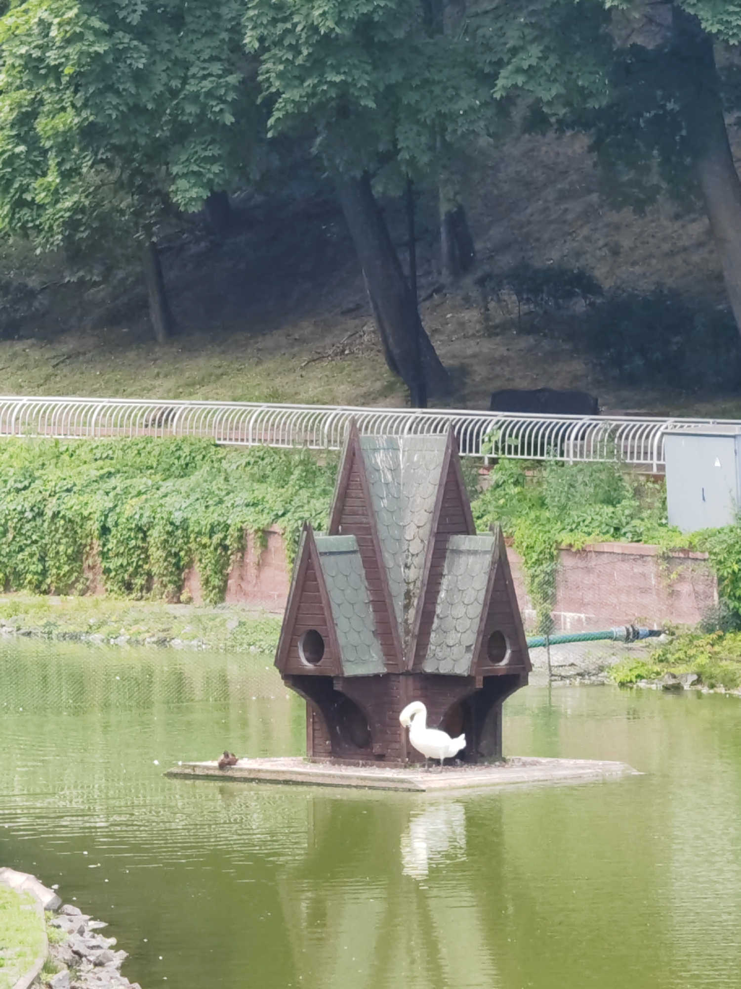 A wooden birdhouse on a platform in a pond is the central focus of this image, set against a backdrop of lush greenery and trees. The birdhouse, designed with multiple peaked roofs and circular openings, appears to be an elaborate structure, perhaps for ducks or other waterfowl. Two birds are present on the platform. One is a large white swan, positioned on the right side of the platform and facing left, with its neck gracefully curved. To the left of the swan, closer to the edge of the platform, are two smaller, dark-colored birds, likely ducklings or small ducks, huddled together. The pond water is a vibrant green, reflecting the surrounding foliage. In the background, a white railing runs along a raised embankment covered in dense green vegetation. Beyond the embankment, mature trees with full canopies create a shaded, natural setting. A brick wall is visible beneath the embankment, partially covered by the ivy-like plants. Further in the background, a grey electrical box is situated near the railing. The overall scene suggests a peaceful, natural environment within a park or landscaped area. The location is identified as Homyel, Belarus, implying this is a scene from a park or zoo within that city.