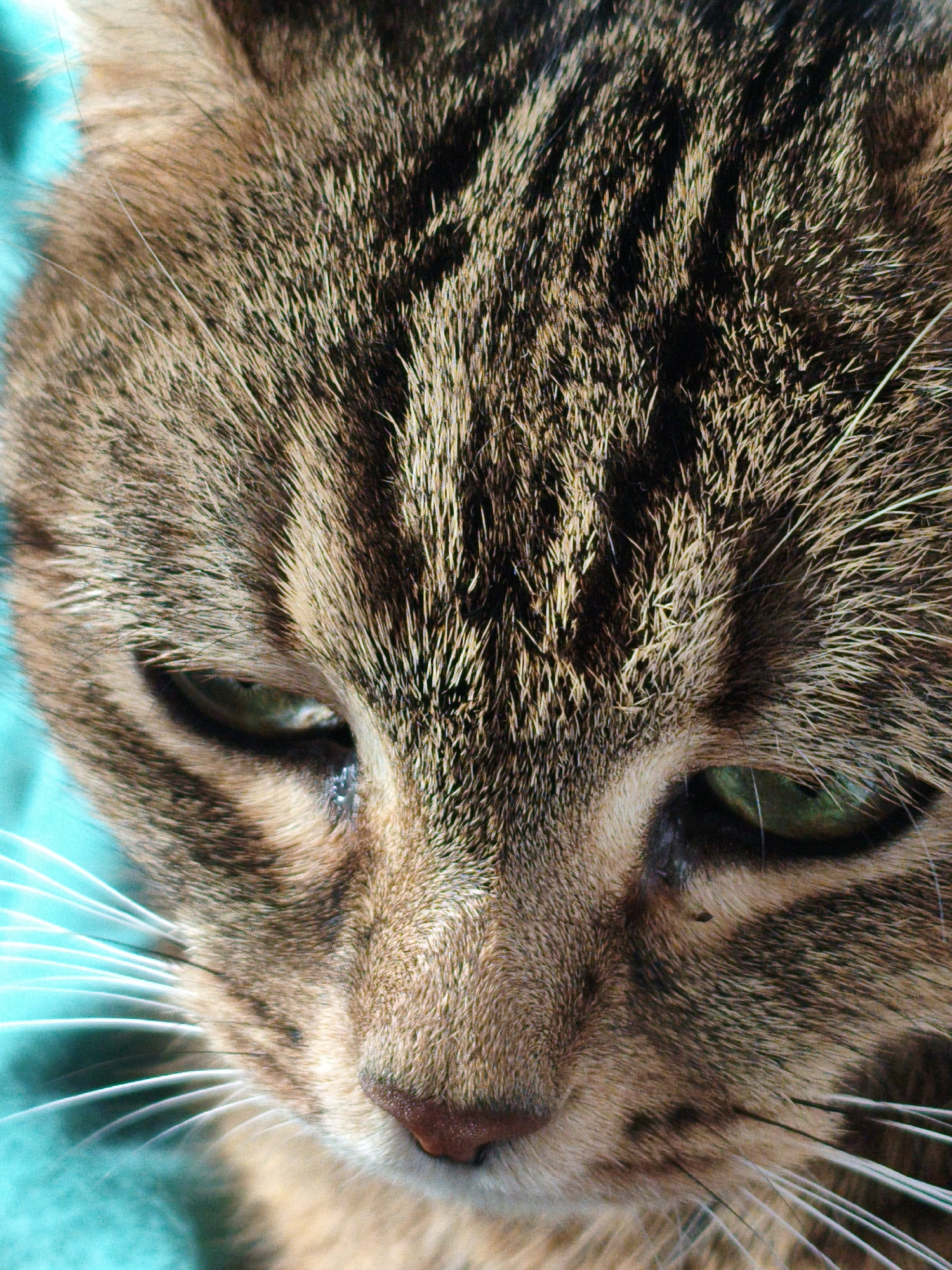 This is a close-up, eye-level, indoor shot of a tabby cat's face, focused on its eyes and nose. The cat has green eyes and a pink nose. Its fur is brown with black stripes. The cat is looking downwards, with its expression appearing somewhat sad or tired. The background is a teal-colored fabric. There is no information in this image to place it in Orenburg, Russia.