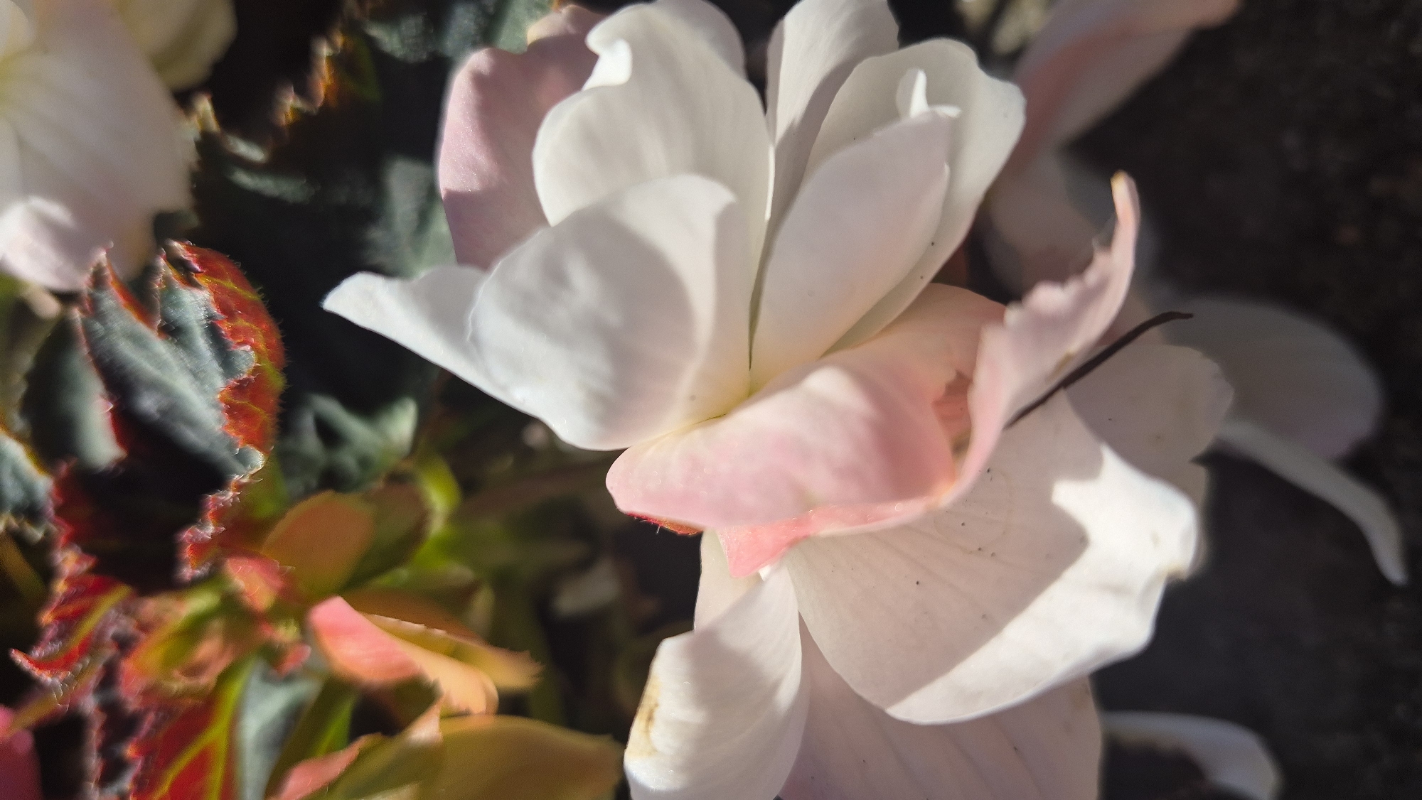This is a close-up, eye-level, vertical shot of a delicate flower, likely a begonia, with white petals tinged with pink. The flower is in full bloom, with layers of soft, translucent petals catching the sunlight. The background is a blur of dark green foliage and hints of red and orange, suggesting other plants or the edges of leaves. The texture of the petals is soft and slightly ruffled, with subtle shadows creating depth and dimension. The focus is sharp on the flower, drawing the viewer's attention to its intricate details. The image conveys a sense of natural beauty and tranquility. There are no people or actions depicted. The image does not contain any information about its location in Daugavpils, Latvia.