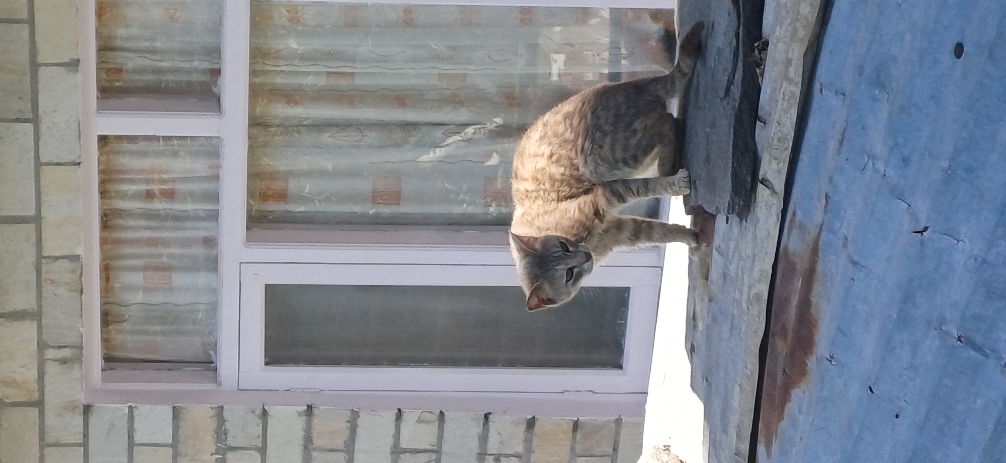A domestic shorthair cat with grey and ginger tabby markings is crouched on a grey stone ledge in front of a building in Vashisht, India. The cat's fur appears somewhat matted and dirty, and it is looking down with its head tilted to the side. Behind the cat, a window with pink trim is visible. The window has sheer curtains with a subtle pattern of leaves and orange squares. To the left of the window, a section of a light-colored brick wall is present. In the foreground, a corrugated metal roof with some rust stains and a few small holes is visible. The lighting suggests it is daytime, with harsh shadows cast on the metal roof.