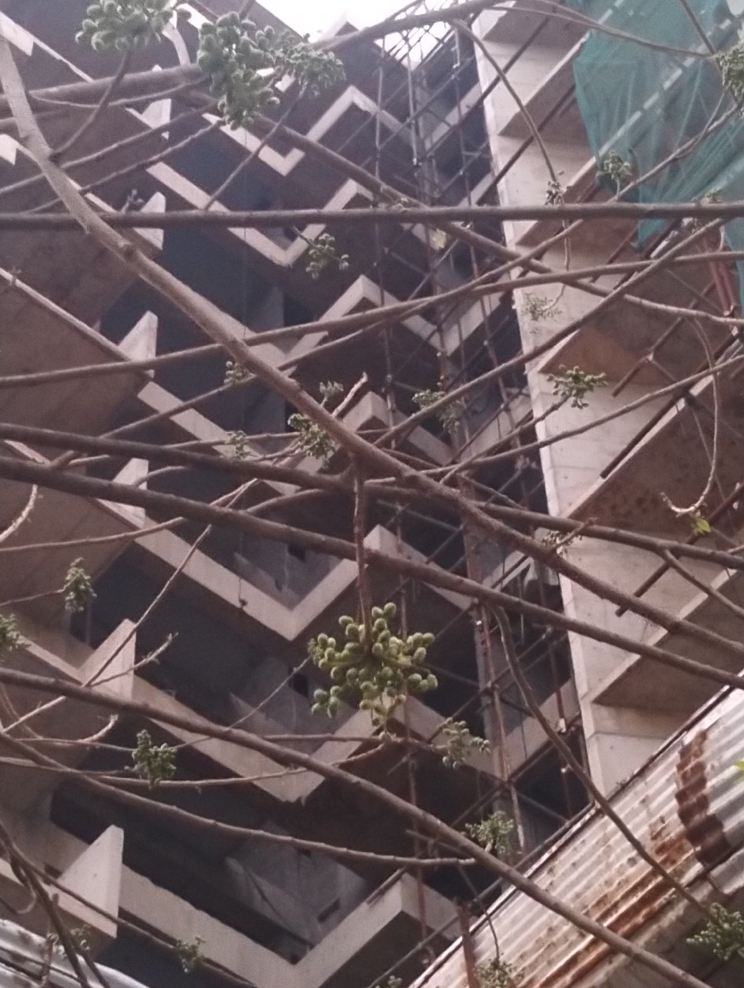 The image shows the facade of an unfinished multi-story building, obscured by tree branches with small green fruit or buds. The building's structure is visible, with repeating geometric patterns of concrete slabs and what appears to be scaffolding. A green covering is visible on part of the building. The location is identified as the city of Dhaka, Bangladesh. No people are visible in the image.