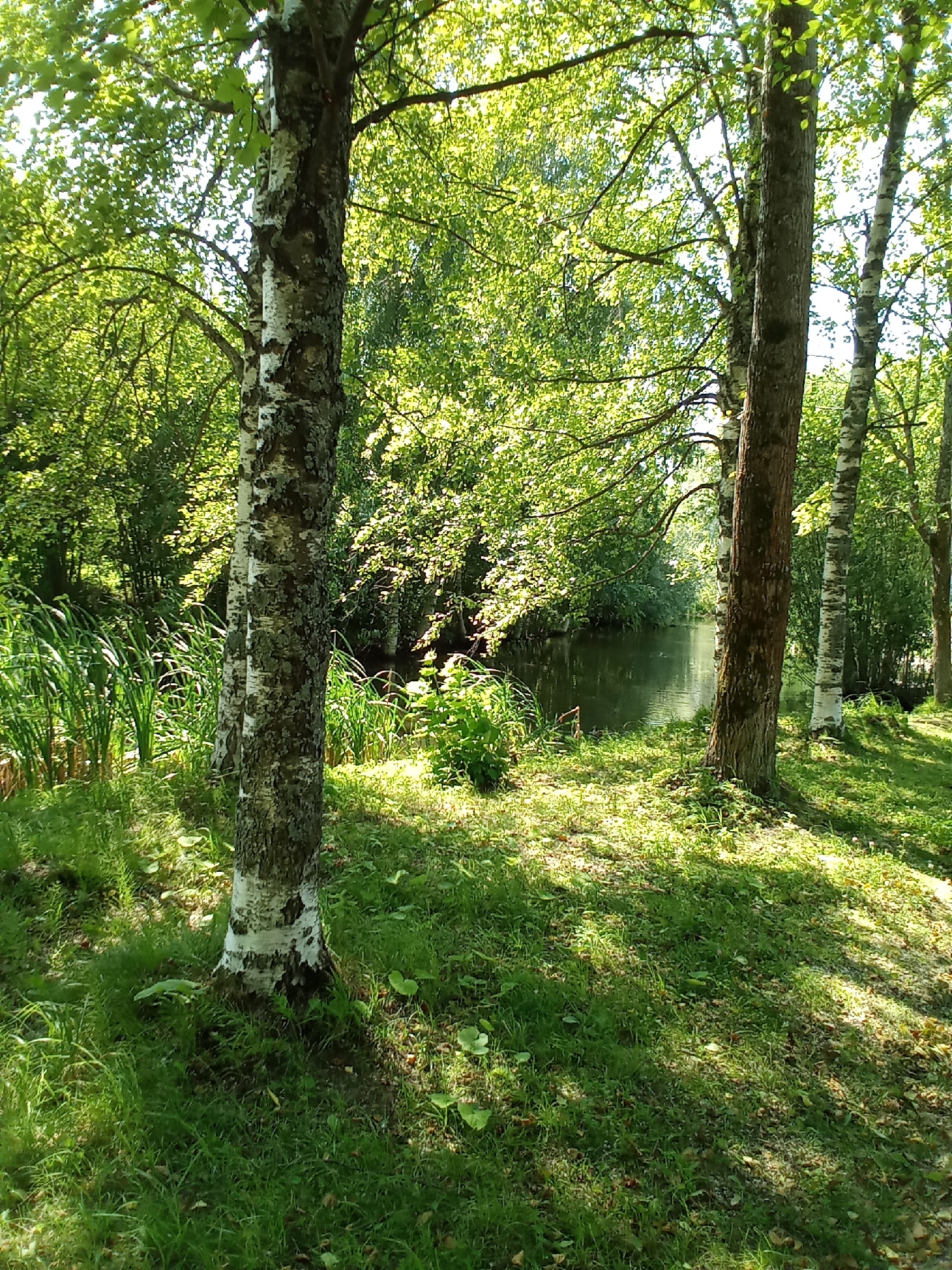 The image depicts a serene natural scene in Belozersk, Russia. In the foreground, a prominent birch tree with distinctive white and black bark stands on a grassy area. To the left of the birch tree, tall green reeds grow along the edge of a body of water. The water, appearing calm and dark, reflects the surrounding lush greenery. Beyond the water, dense trees and foliage create a verdant backdrop, with sunlight dappling through the leaves. The ground is covered in a mix of green grass, scattered leaves, and small pebbles, indicative of a forest floor or park setting. The overall atmosphere is peaceful and undisturbed, suggesting a natural landscape within or near the city.