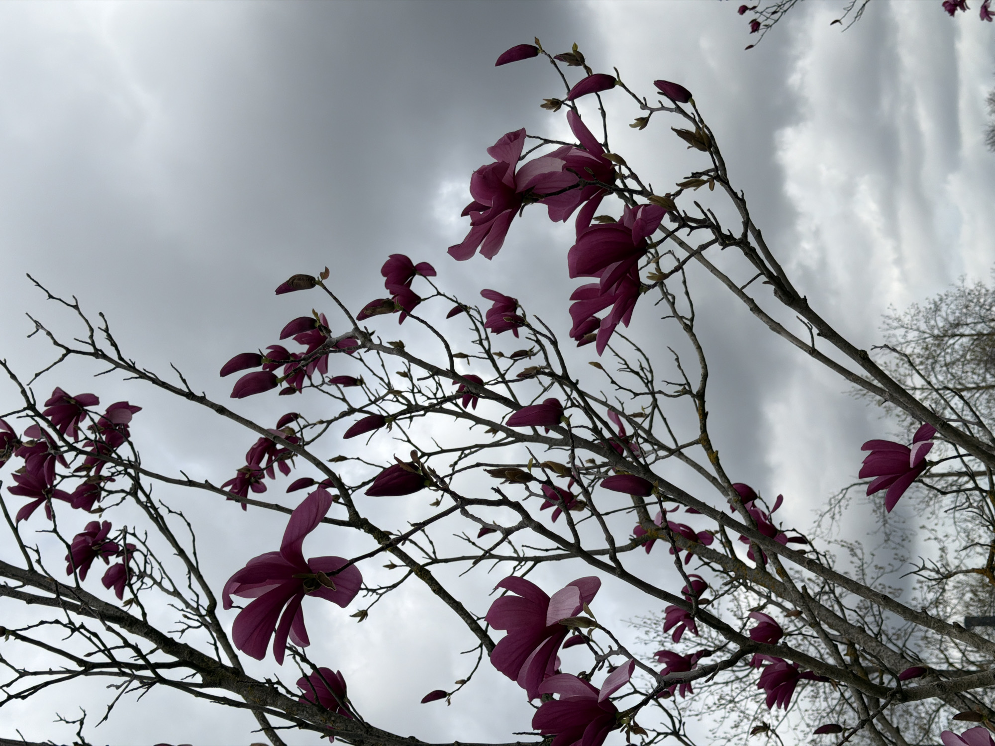 The image shows a low-angle view of bare tree branches with vibrant, deep pink or magenta flowers blooming against a backdrop of a gray, overcast sky with dramatic cloud formations. The flowers appear to be magnolia blossoms. The location is likely Krasnodar, Russia.